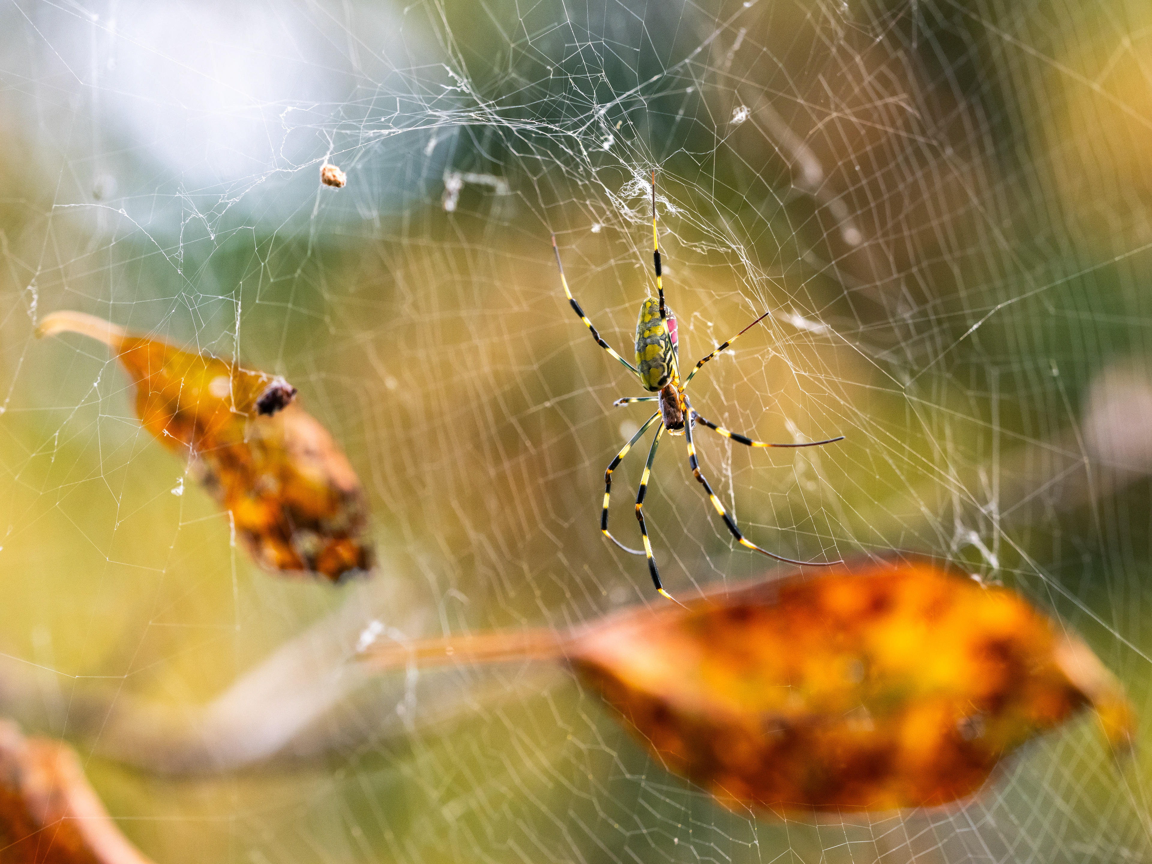 Joro Spider. Mount Kurama.