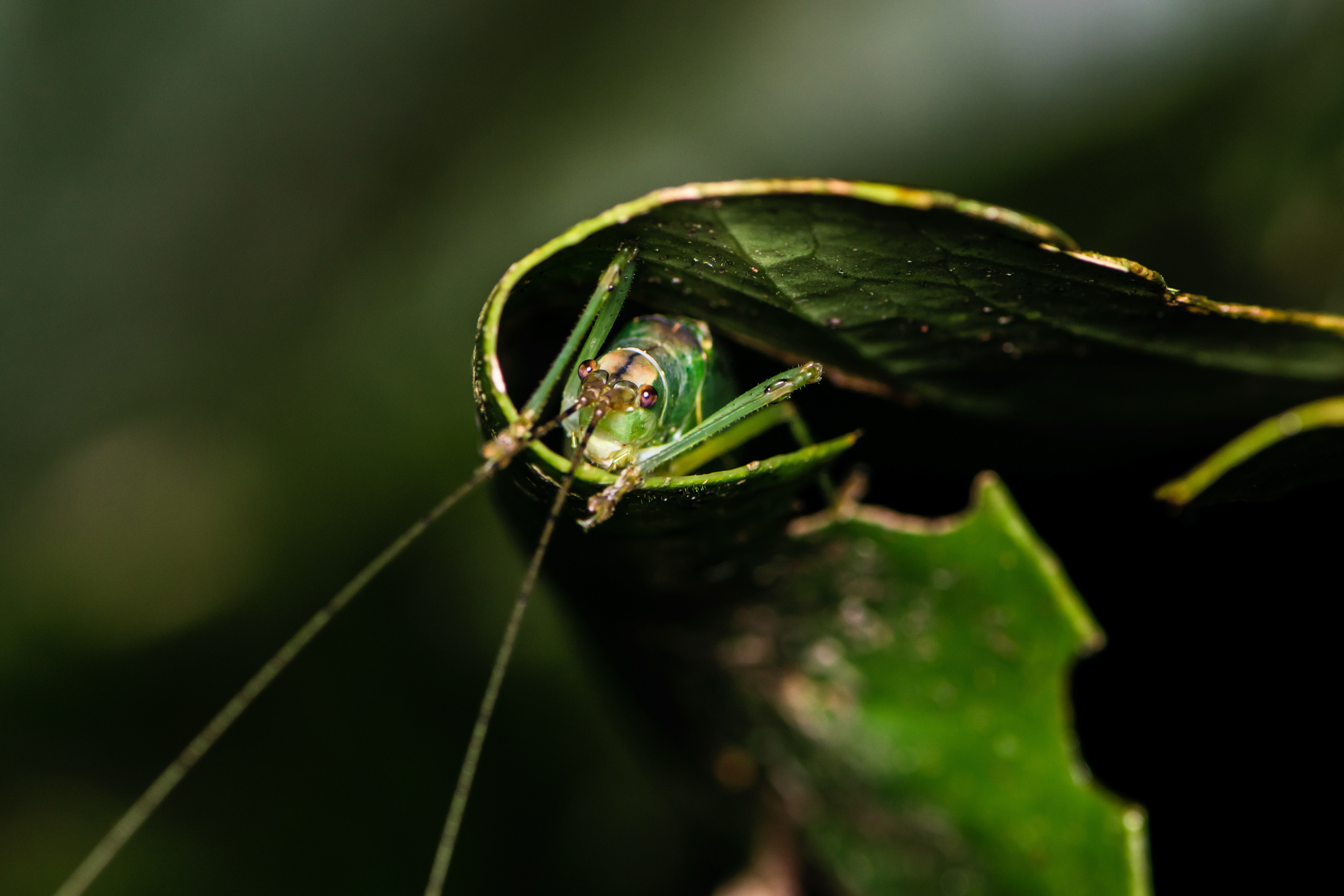 Katydid. Near Monteverde.