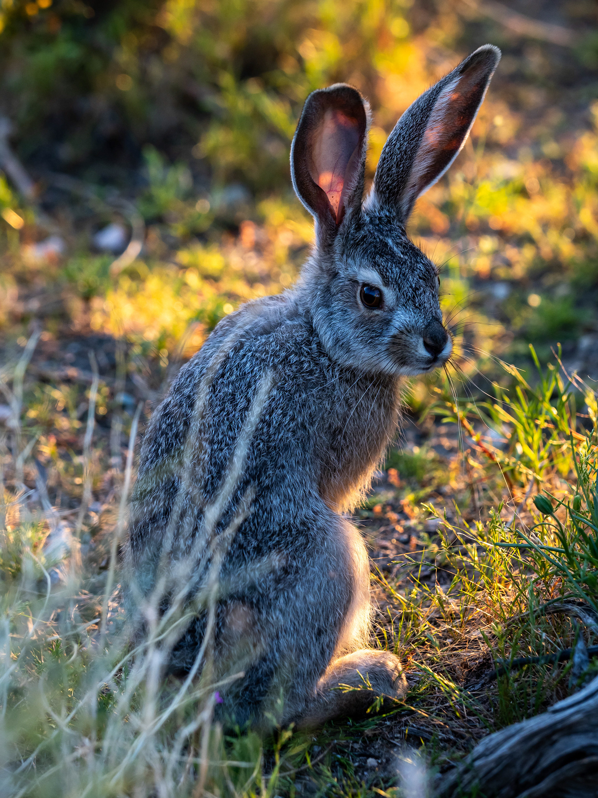 Juvenile Black-tailed Jackrabbit. Whitewater.
