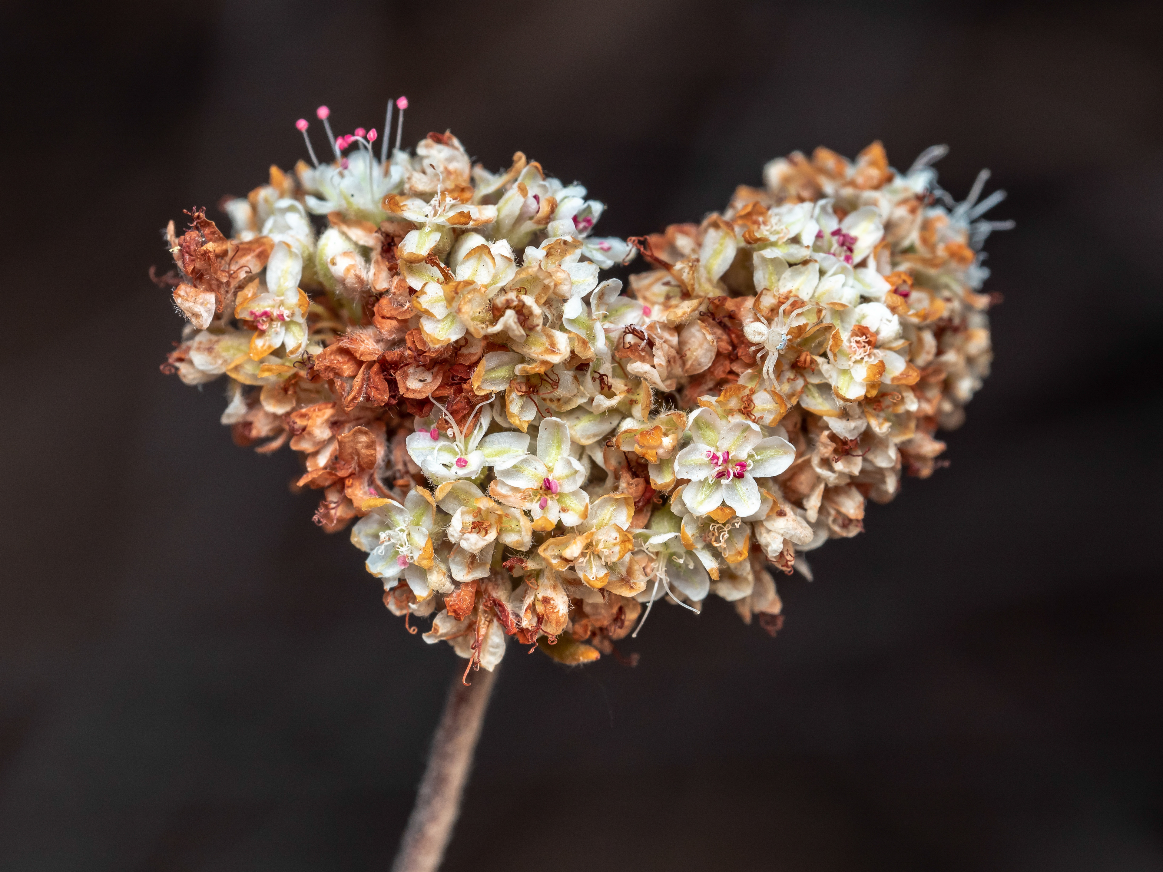 Hatchling crab spider. Riverside, CA. 
