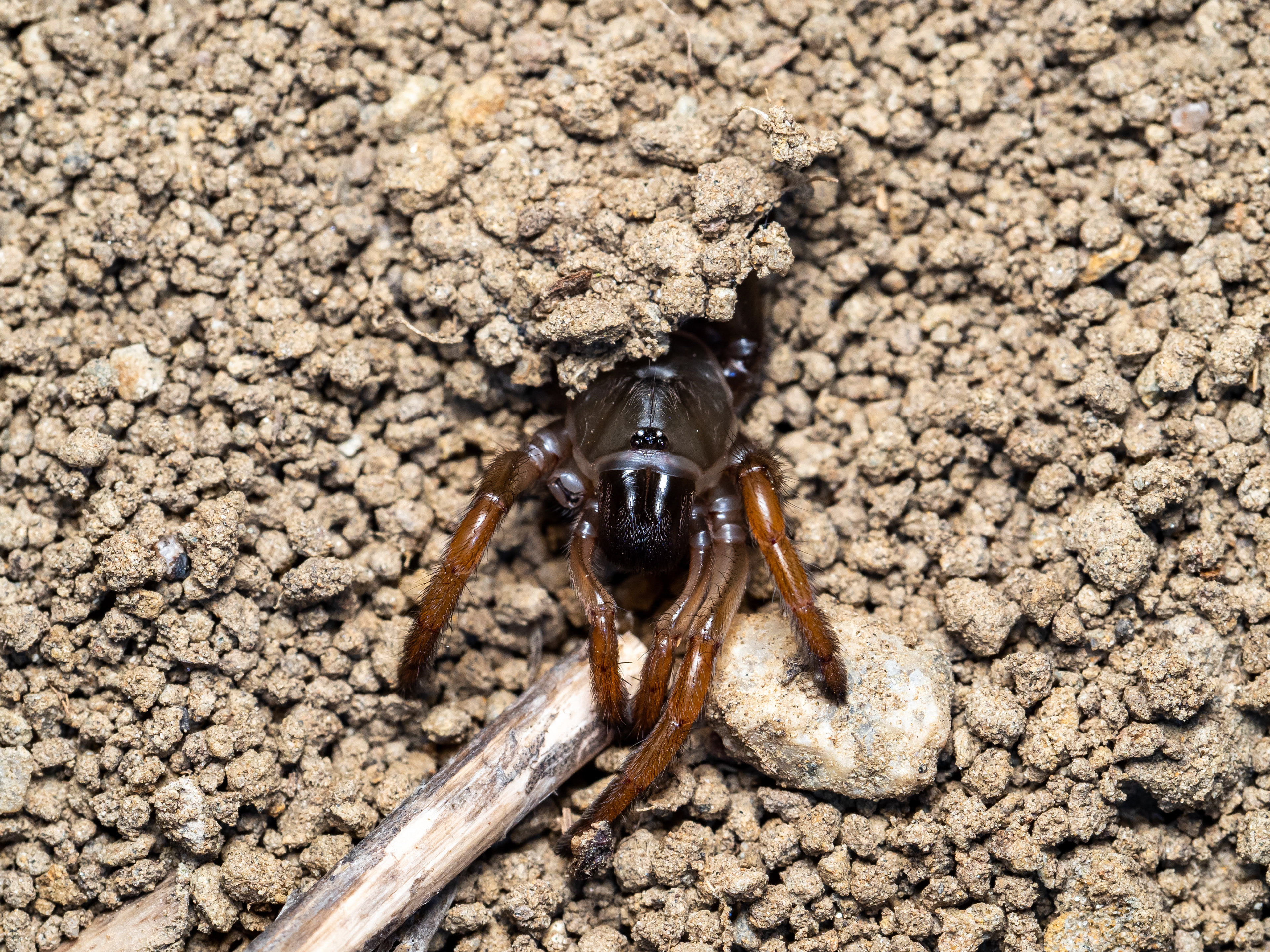 Trapdoor Spider. CA.