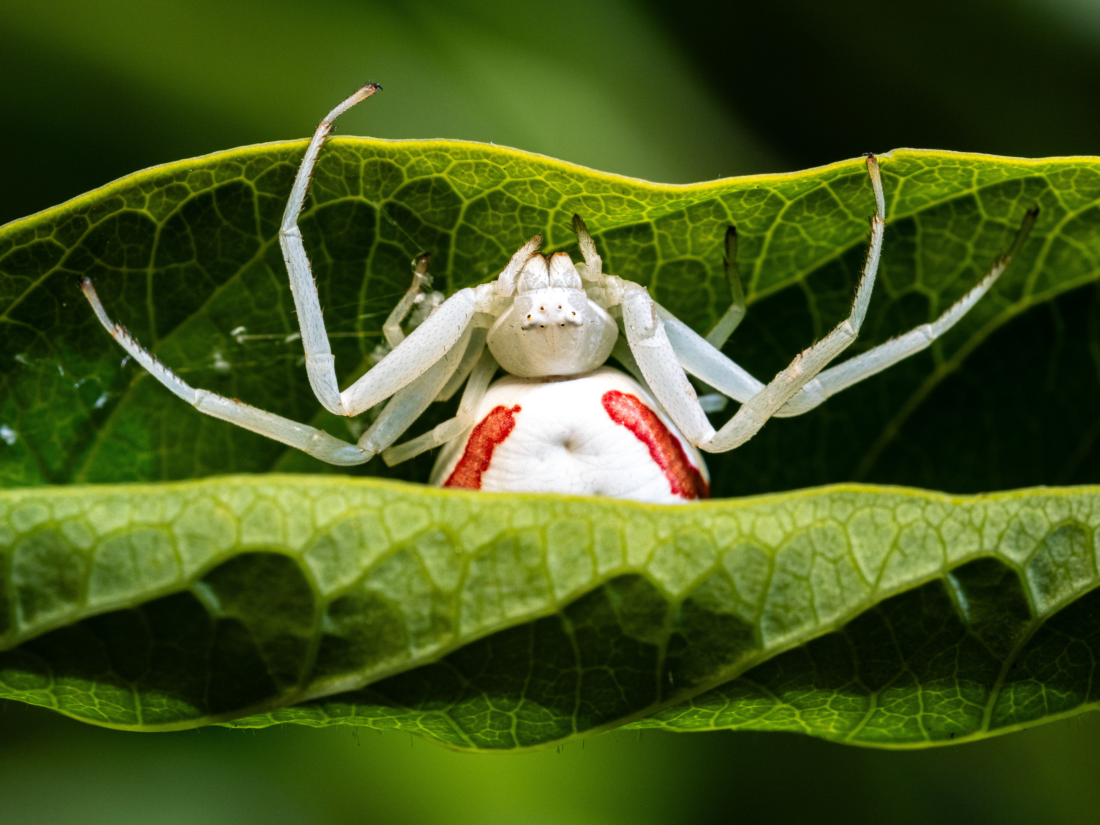 Goldenrod crab spider. WA.