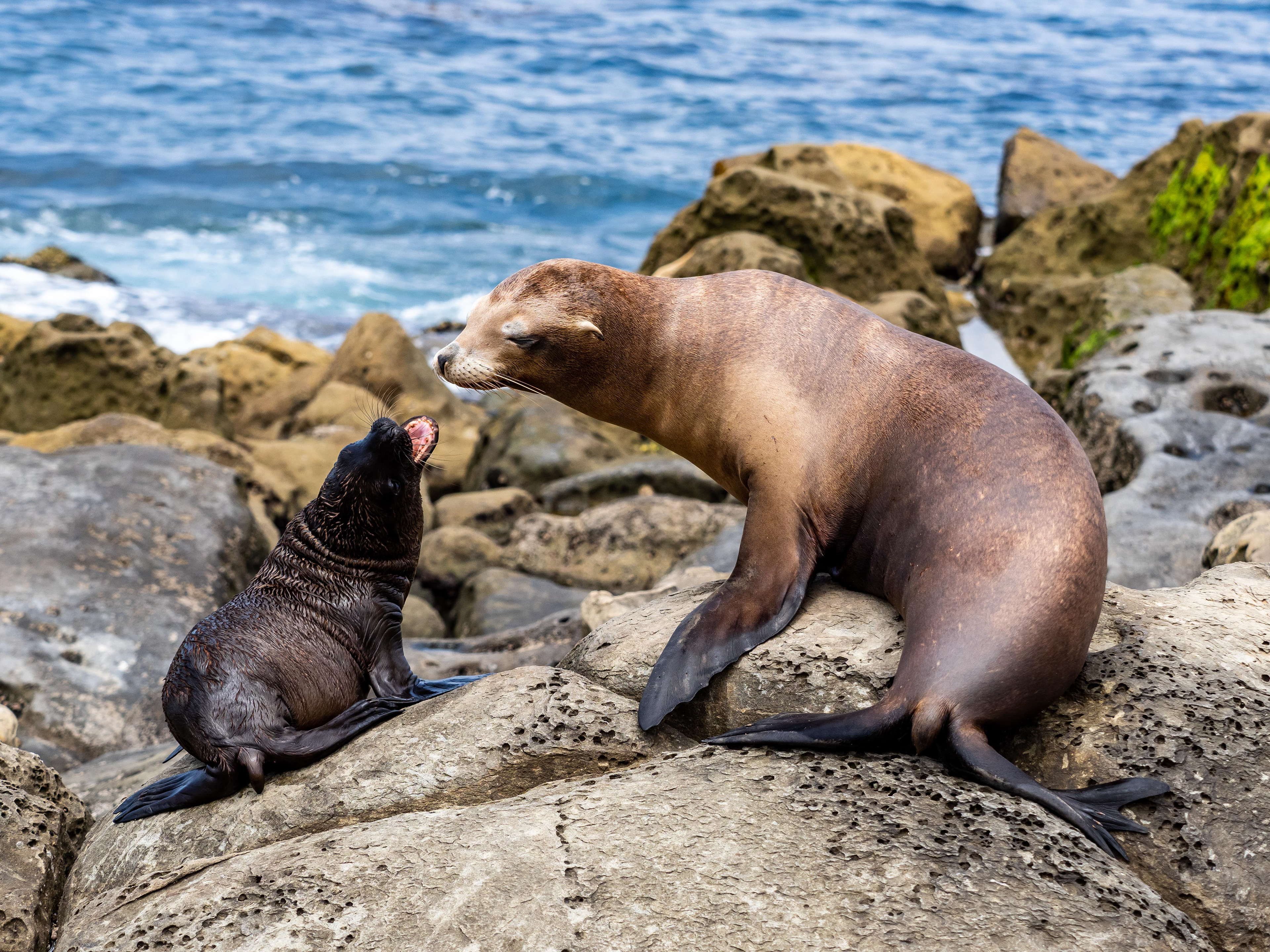 California Sea Lions. La Jolla. 