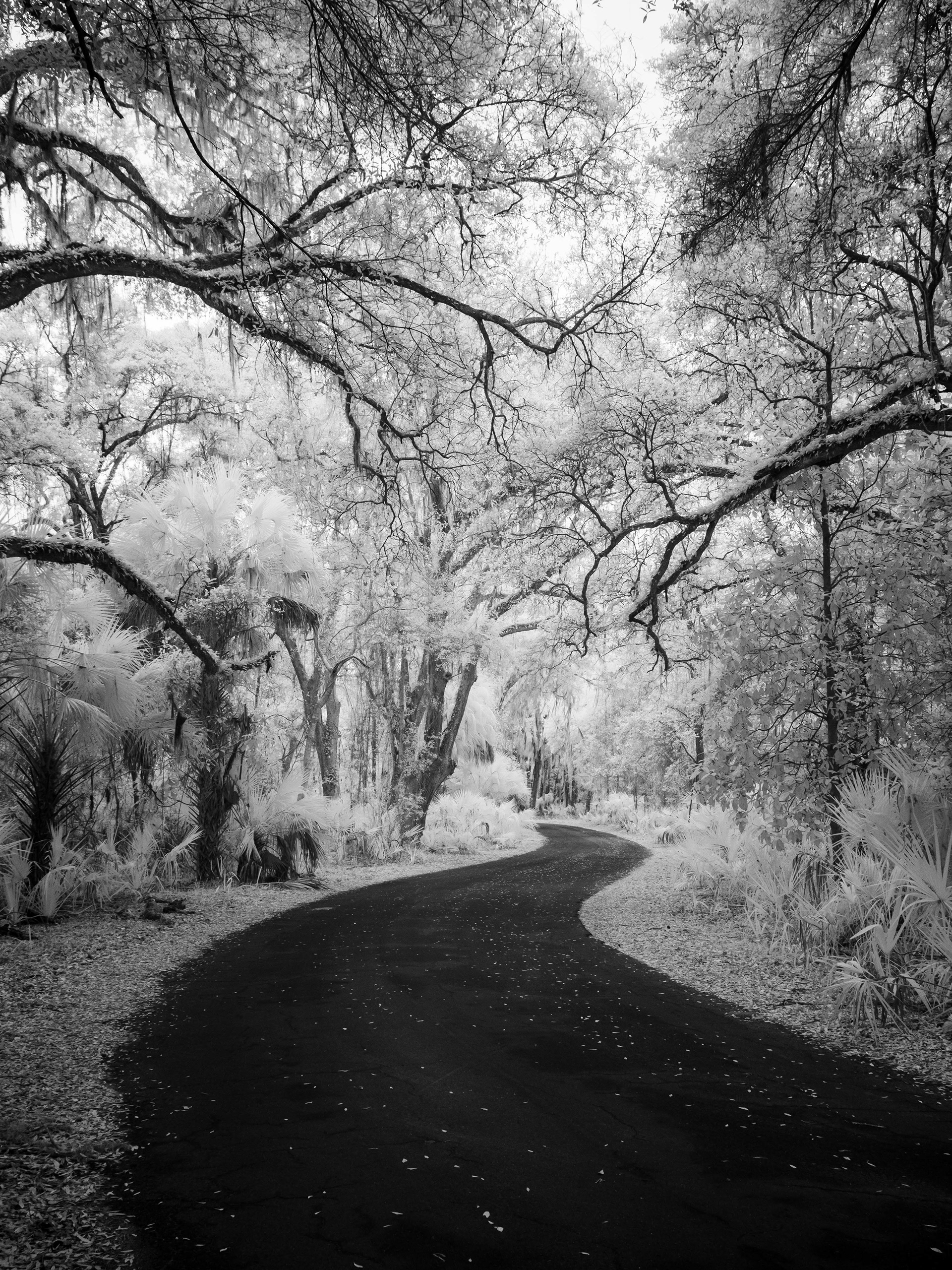 Near Gainesville, FL. 830nm infrared.
