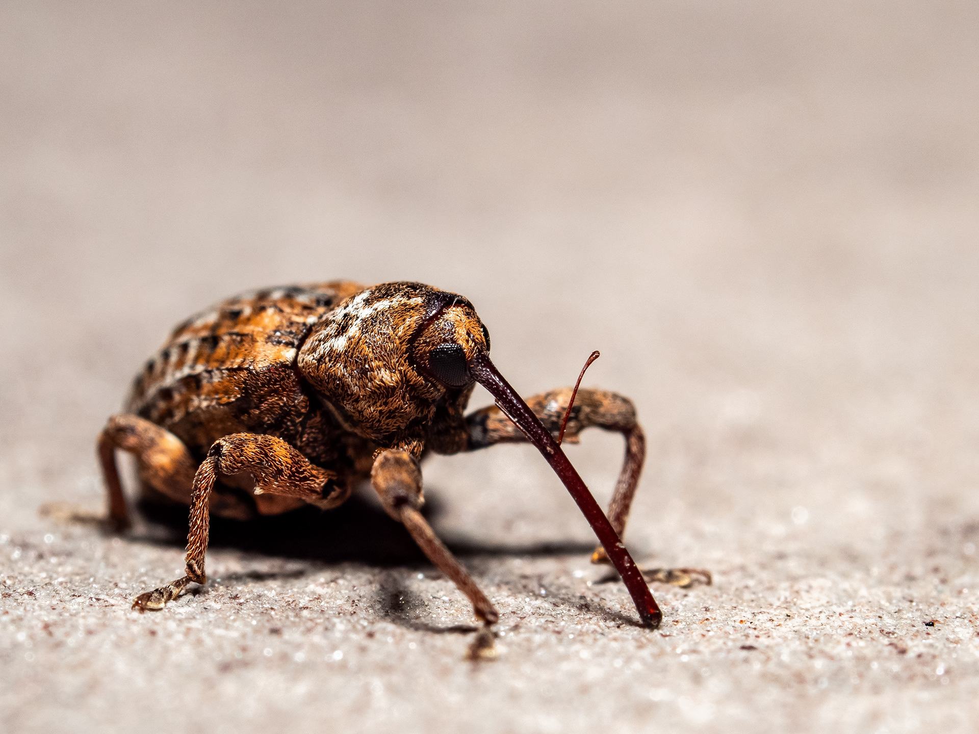 Pecan Weevil. OK.