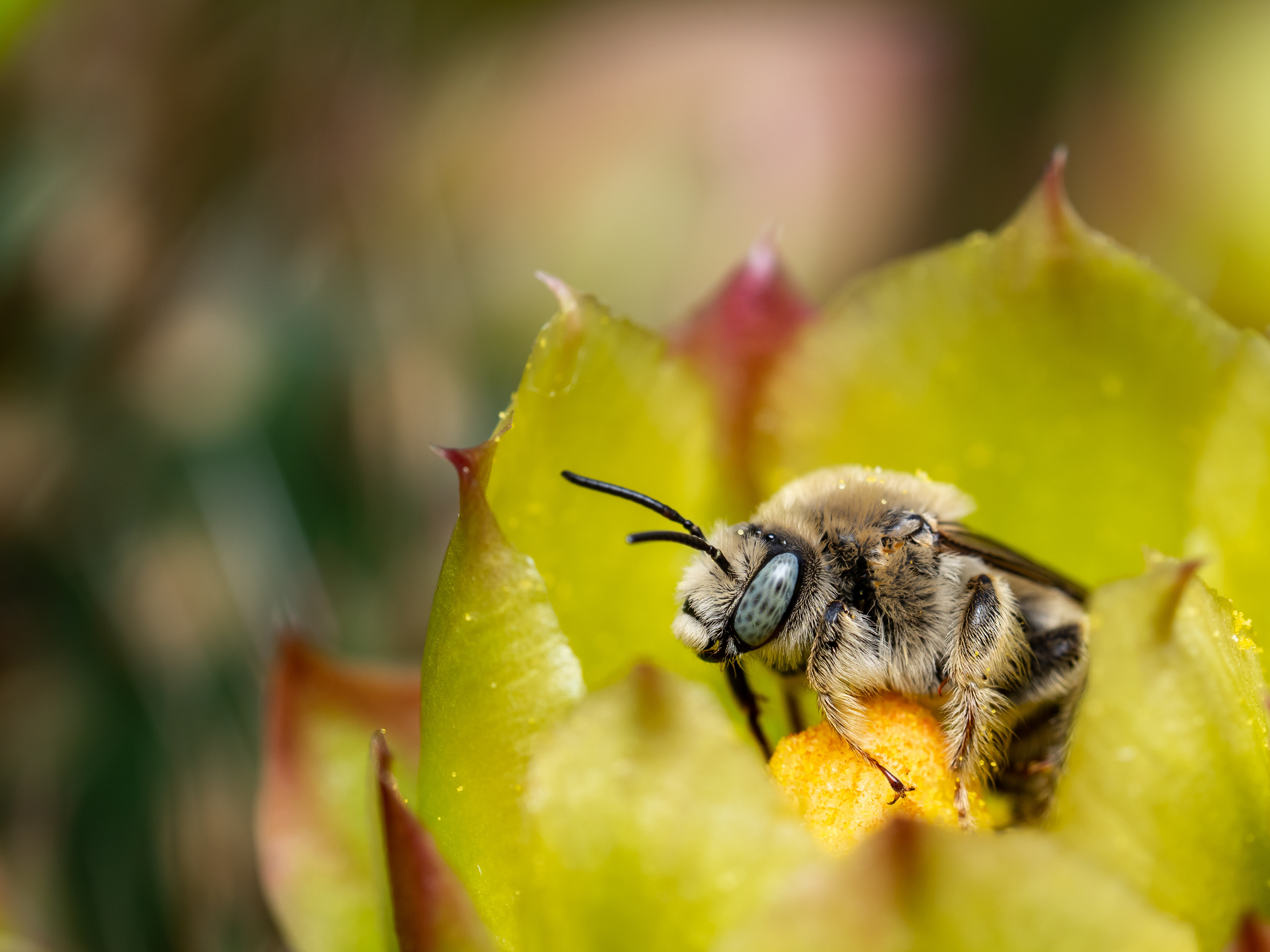 Digger Bee. Joshua Tree National Park.