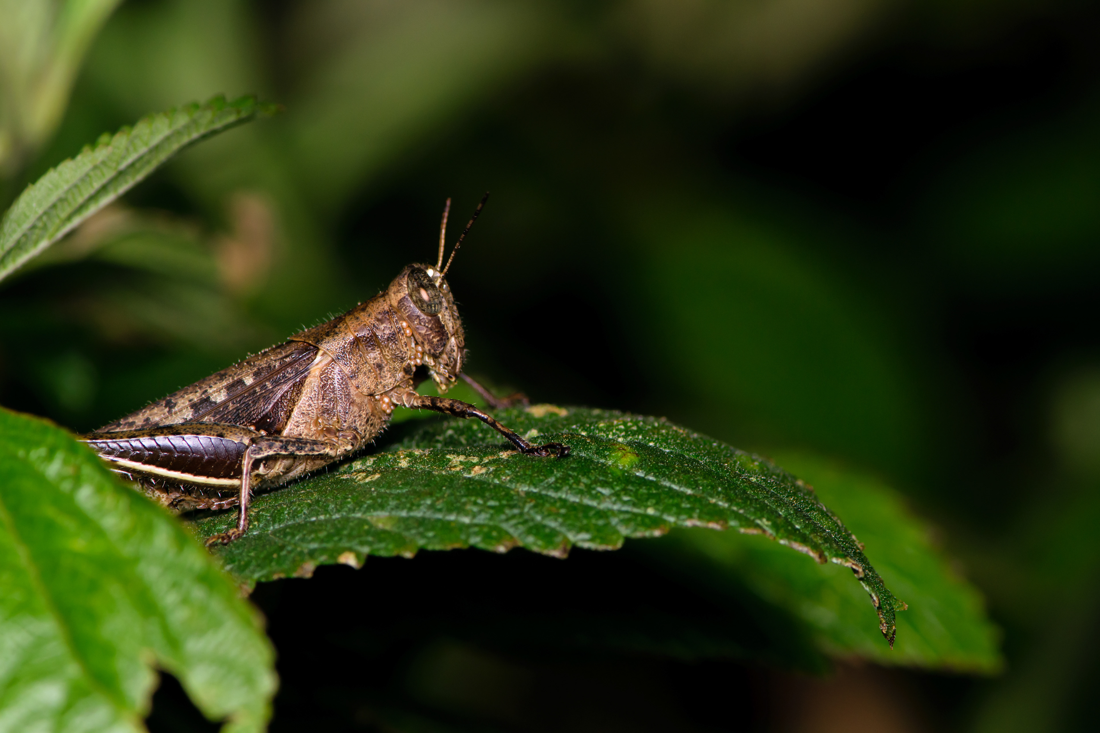 Grasshopper with mites. Near Samara.