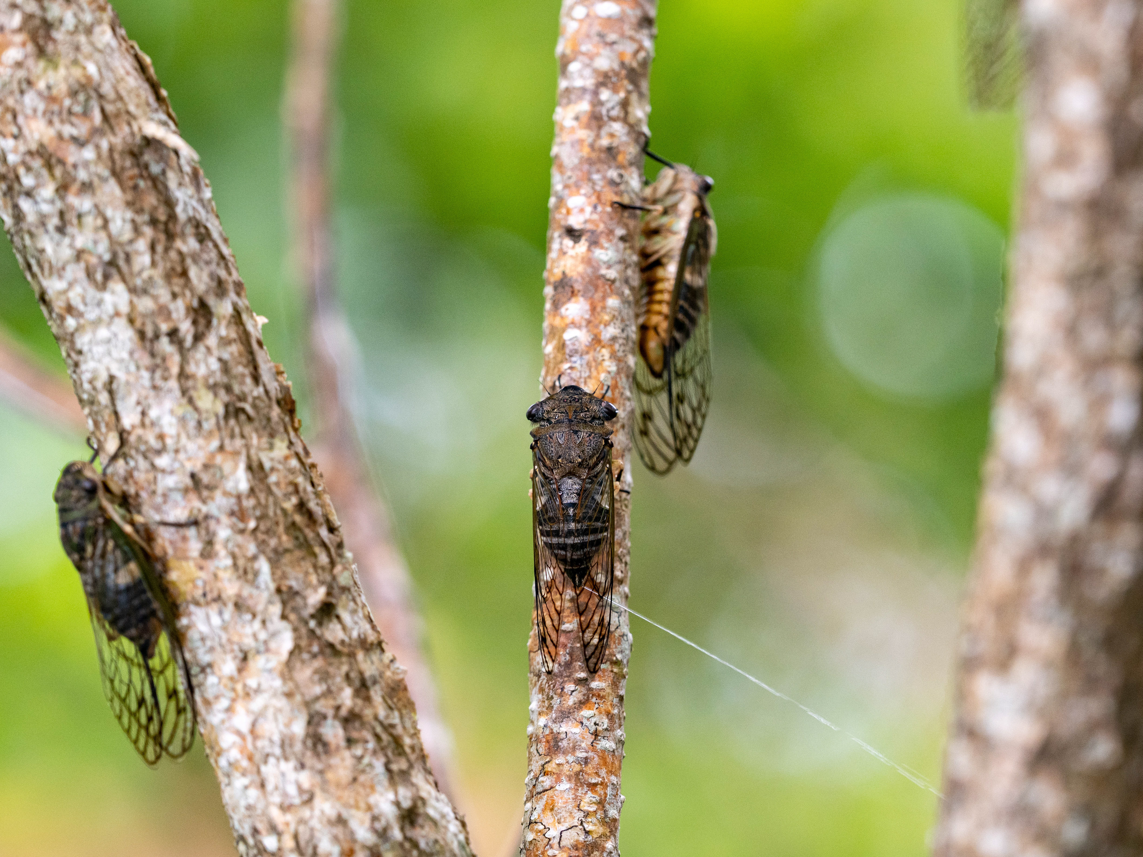 Cicadas. Whitsunday Islands National Park.