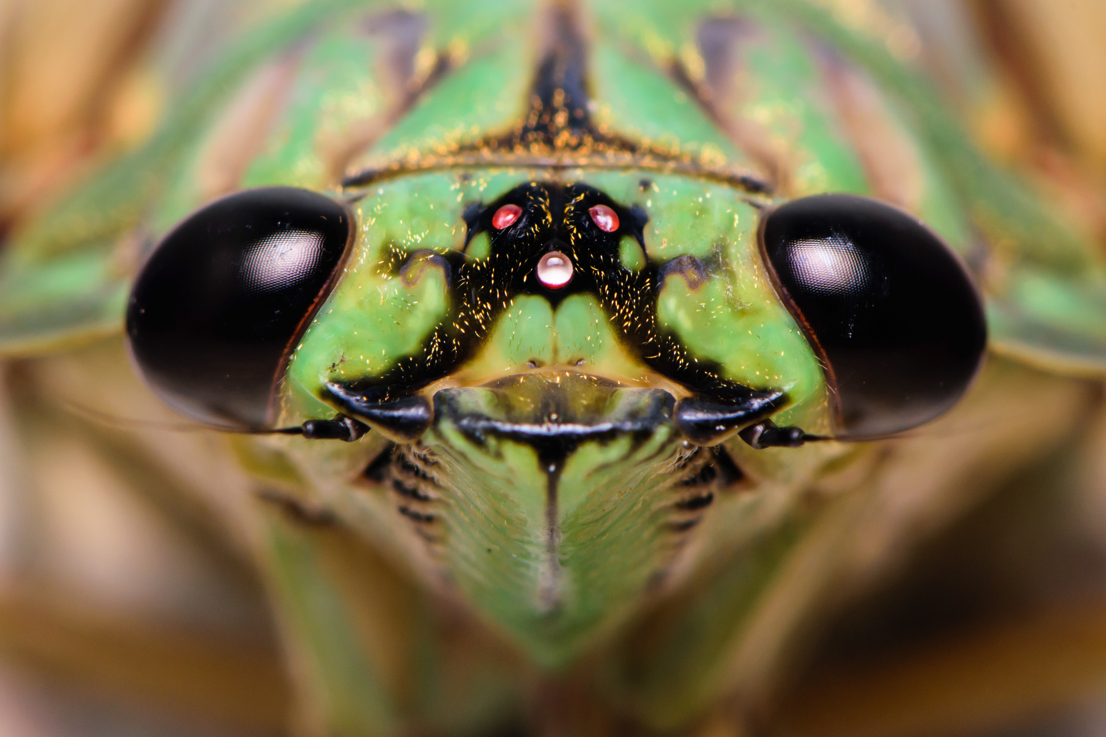 Cicada. Near La Fortuna, Costa Rica.