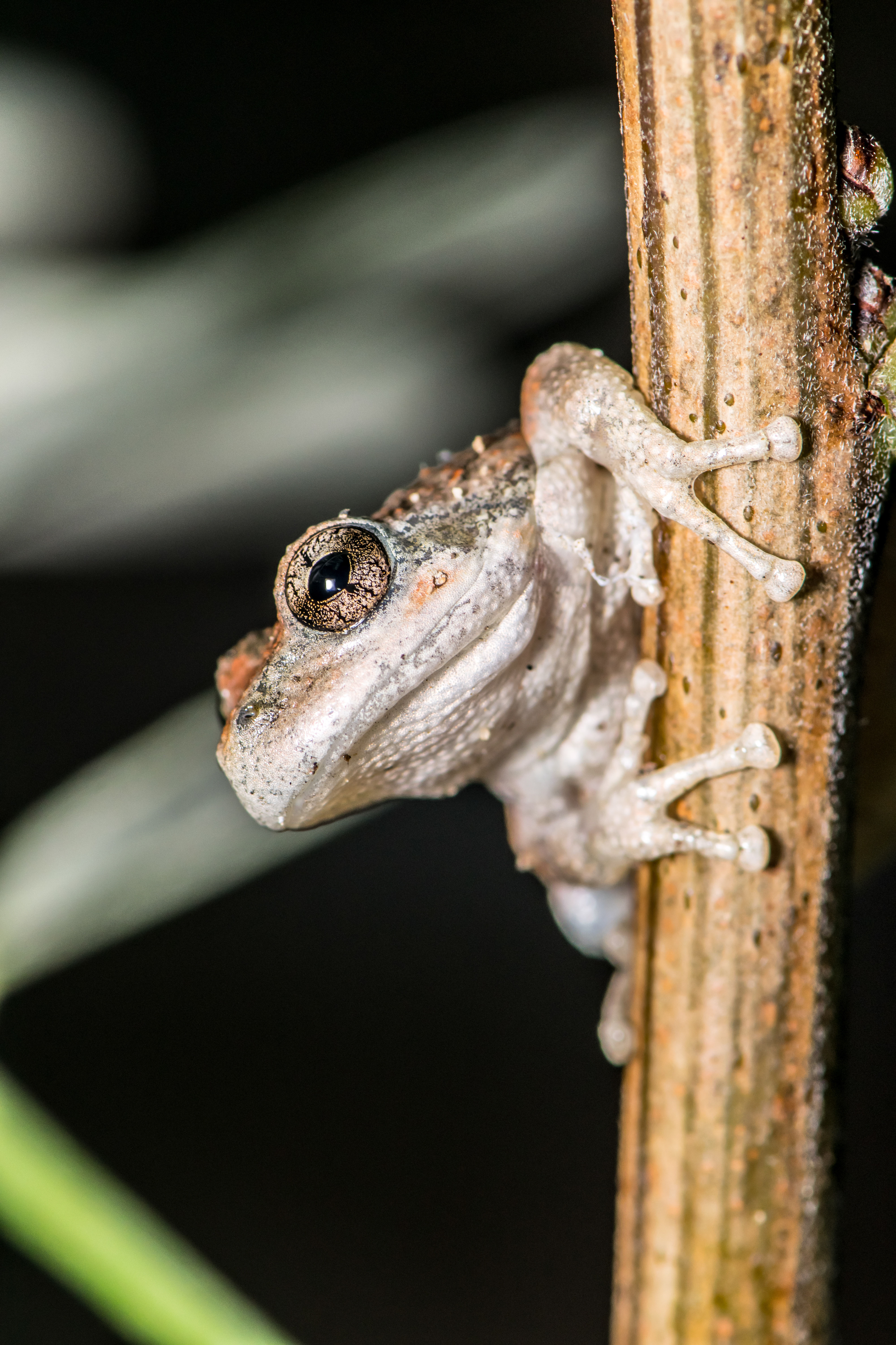 California Tree Frog. Near Murrieta, CA.