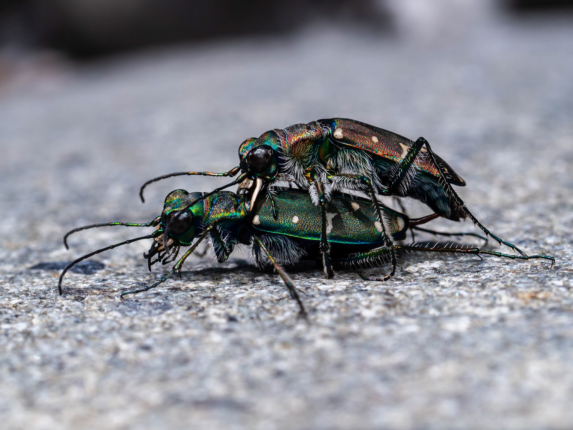 Western Tiger Beetles. WA.