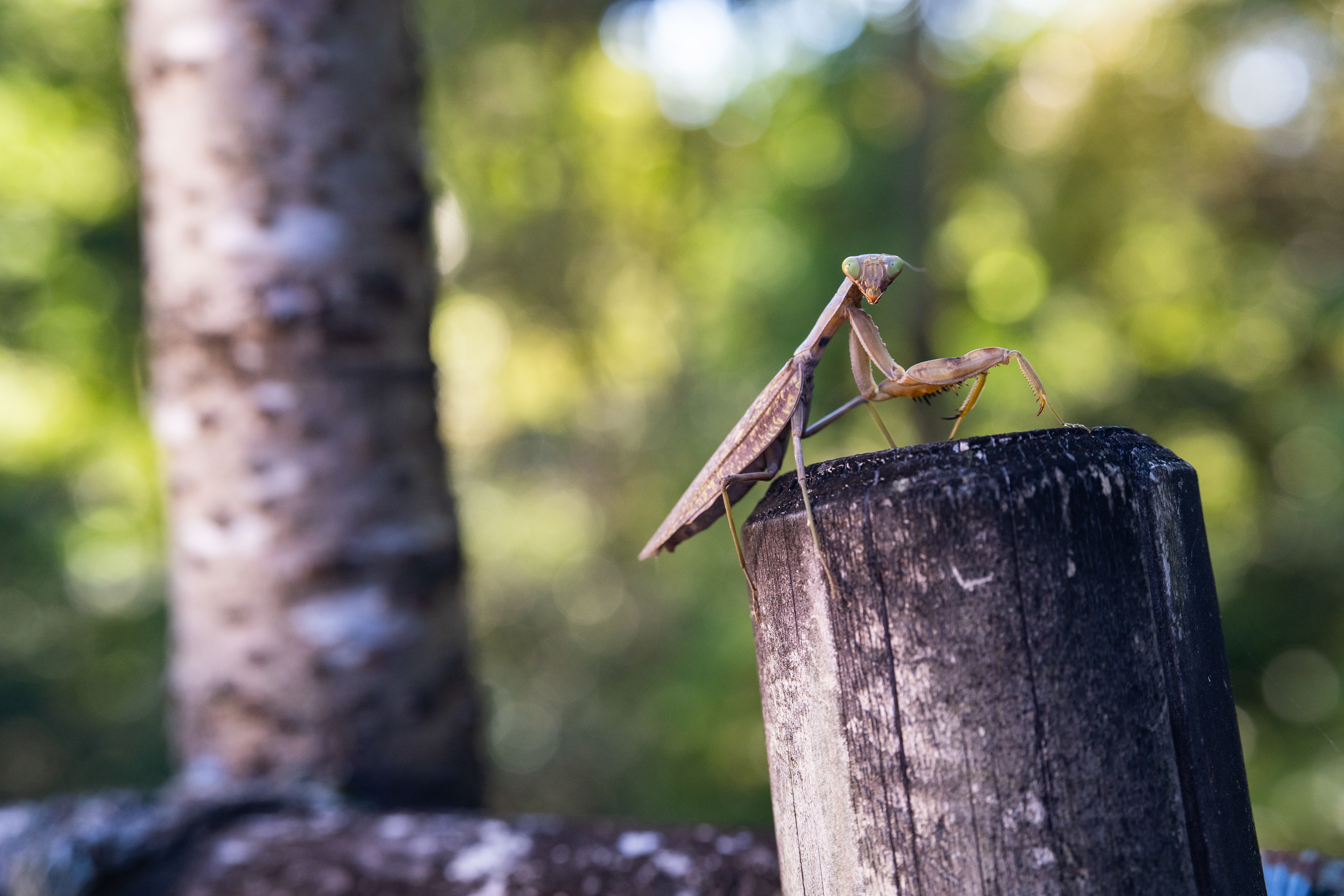 Giant Asian Mantis. Mount Shosha.
