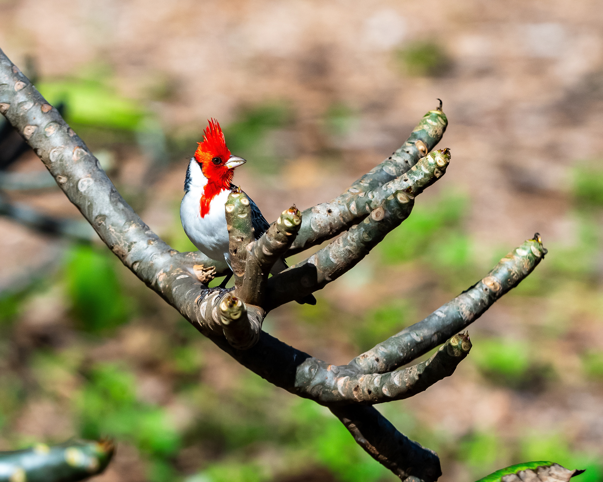 Red-crested Cardinal. Koko Crater.