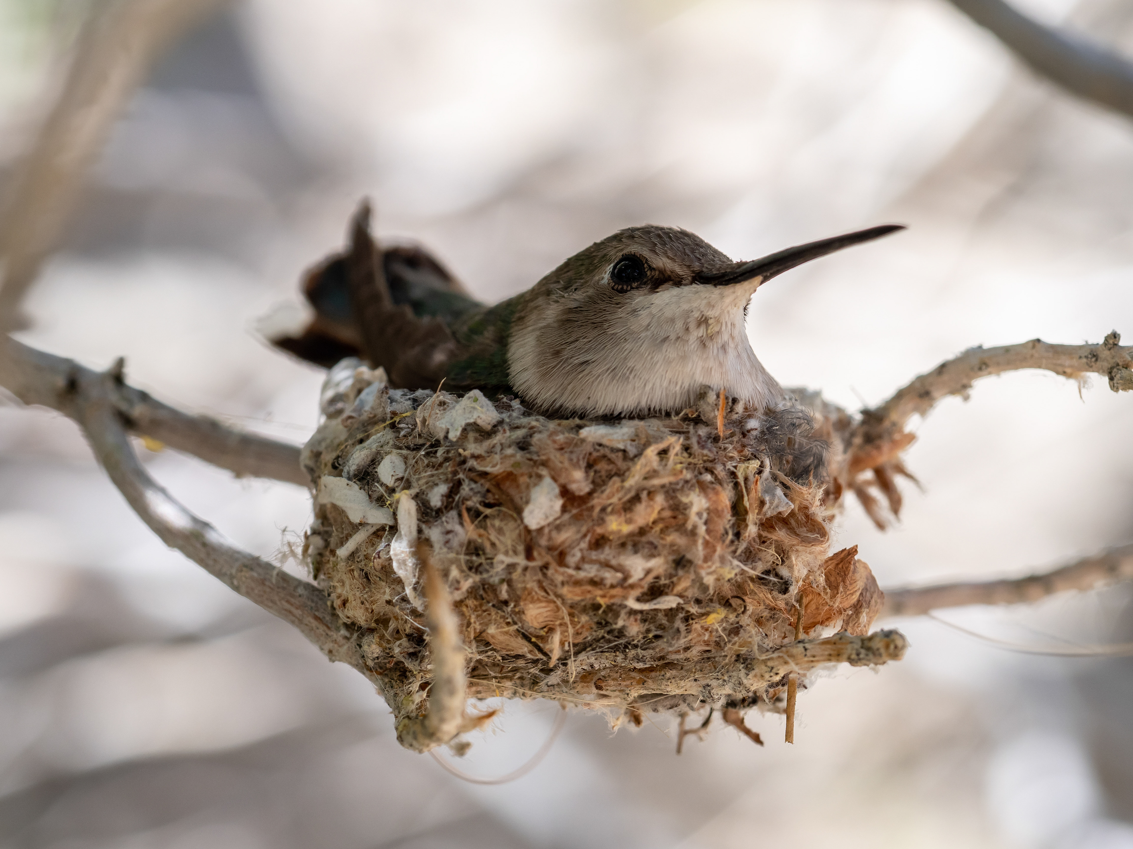 Female Costa's Hummingbird. Palm Desert.