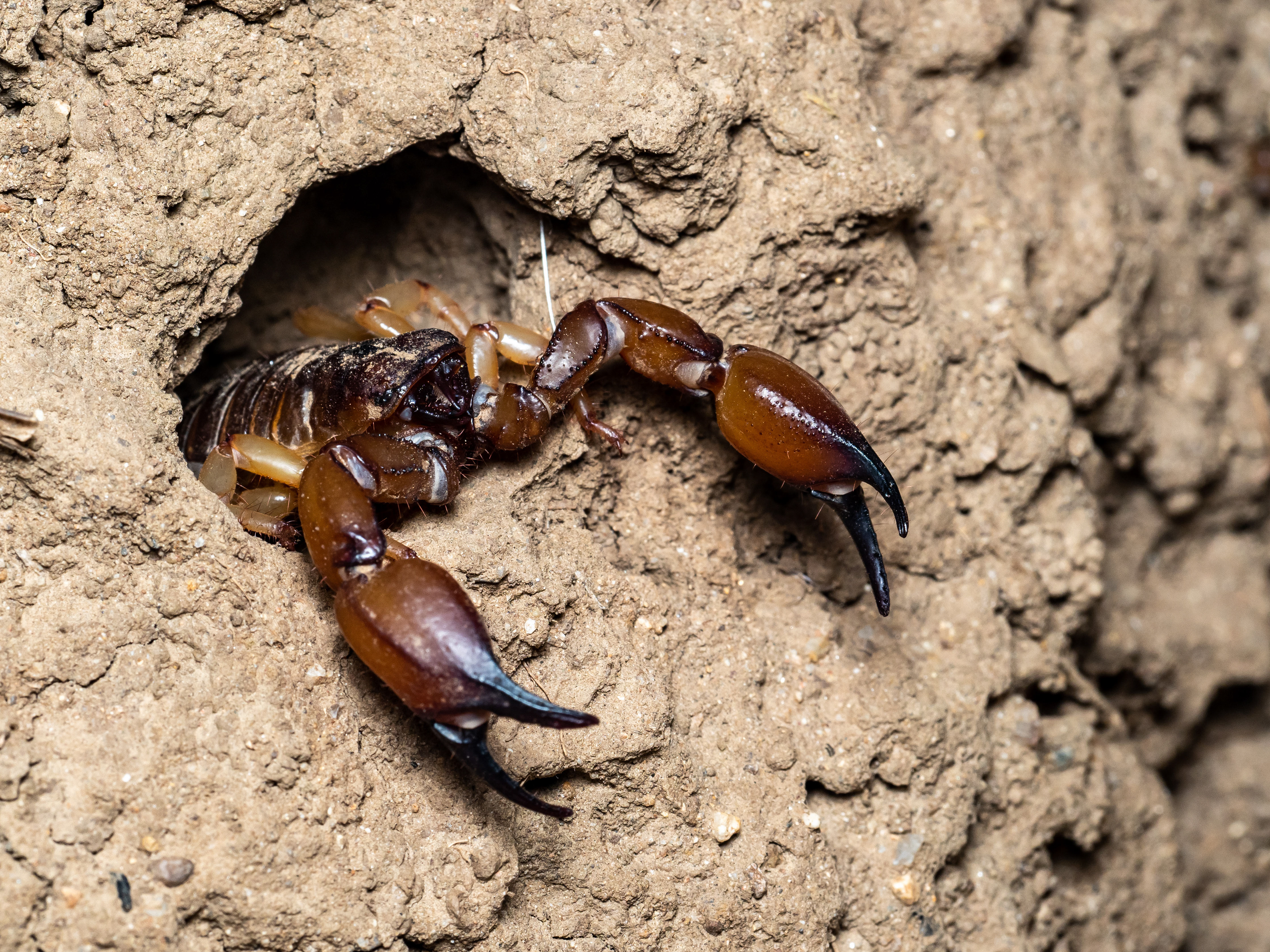 California Swollenstinger Scorpion. CA.