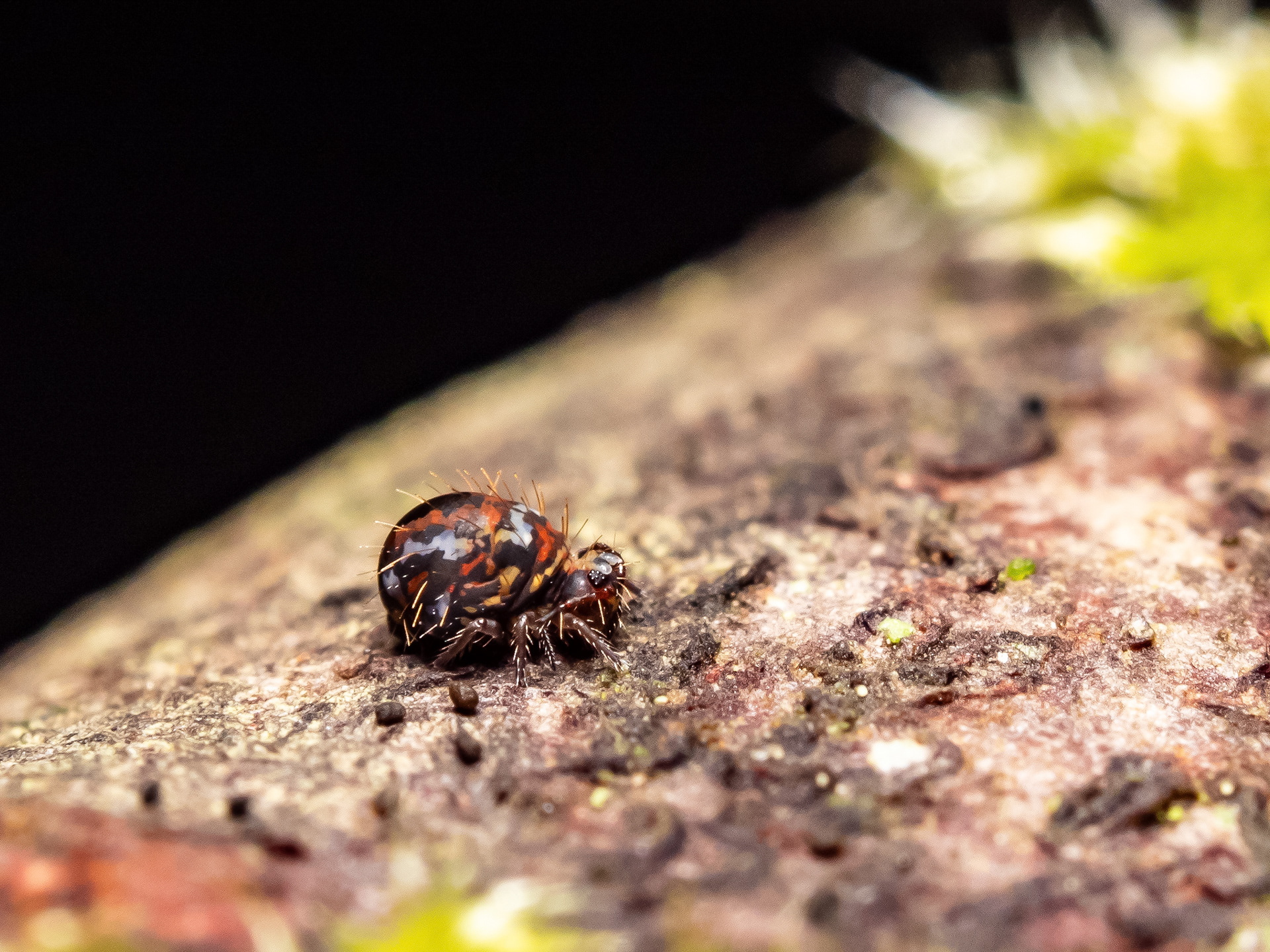 Globular Springtail. WA.