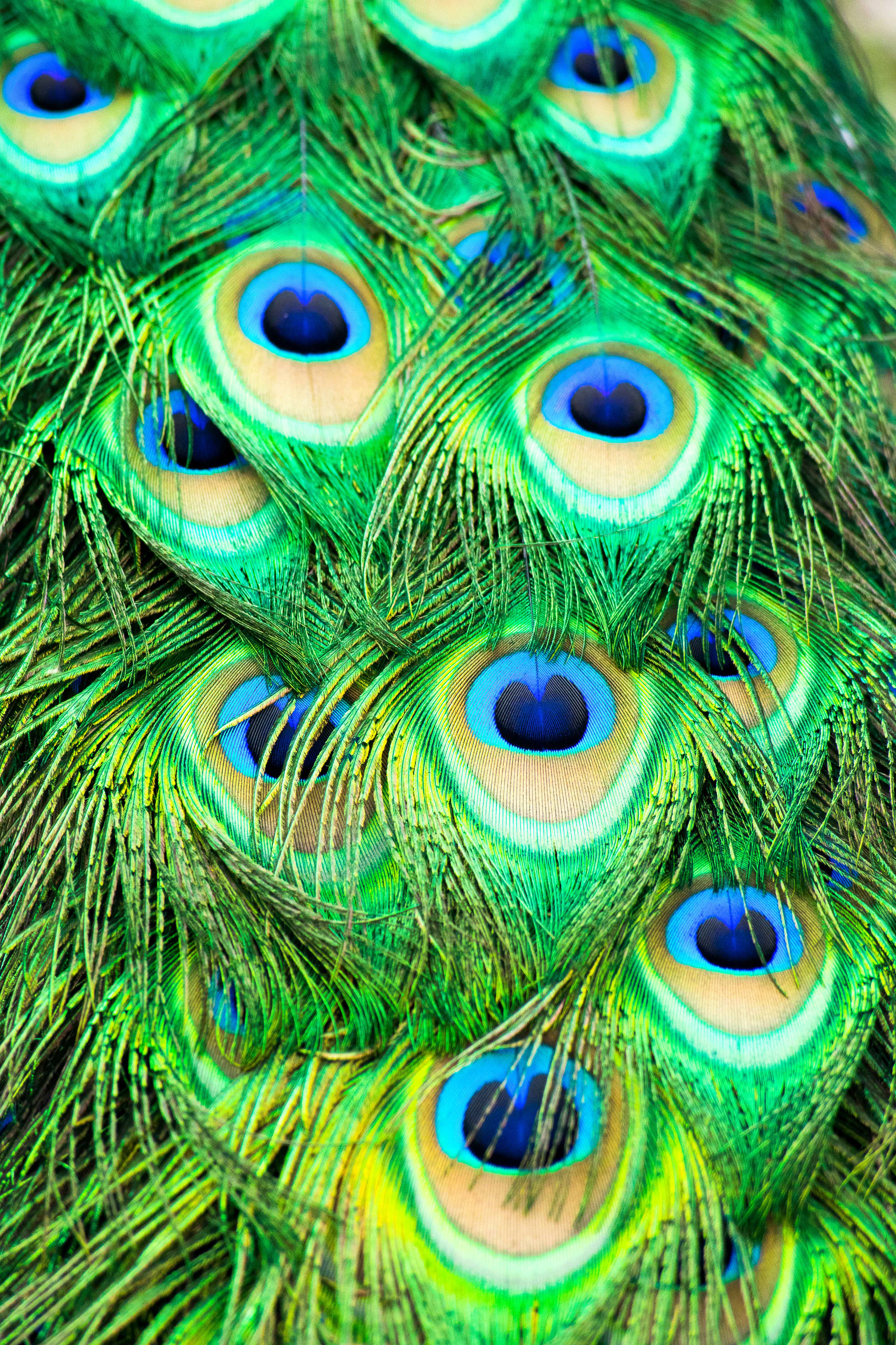 Indian Peafowl. Near Miami, FL.