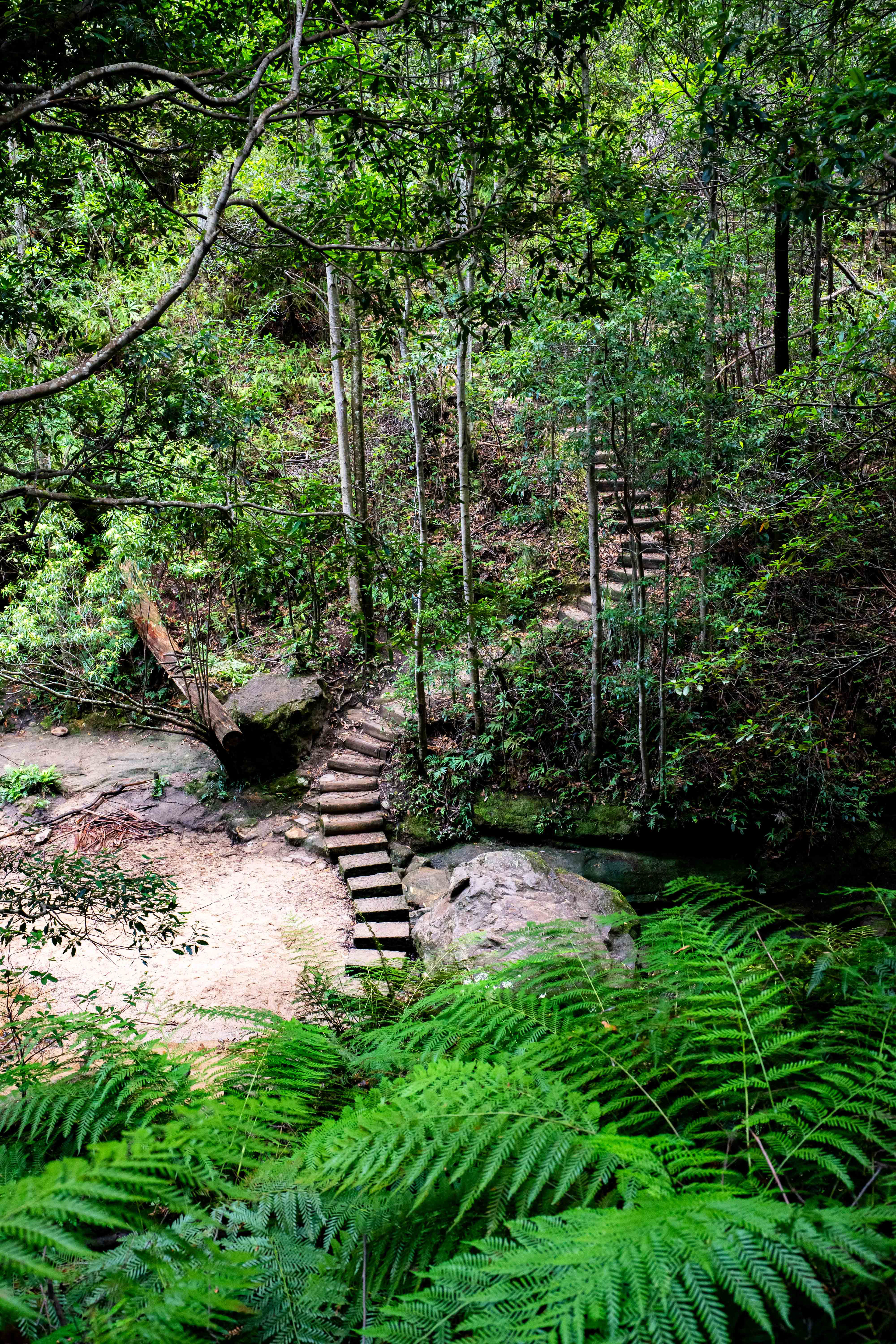 Blue Mountains National Park.