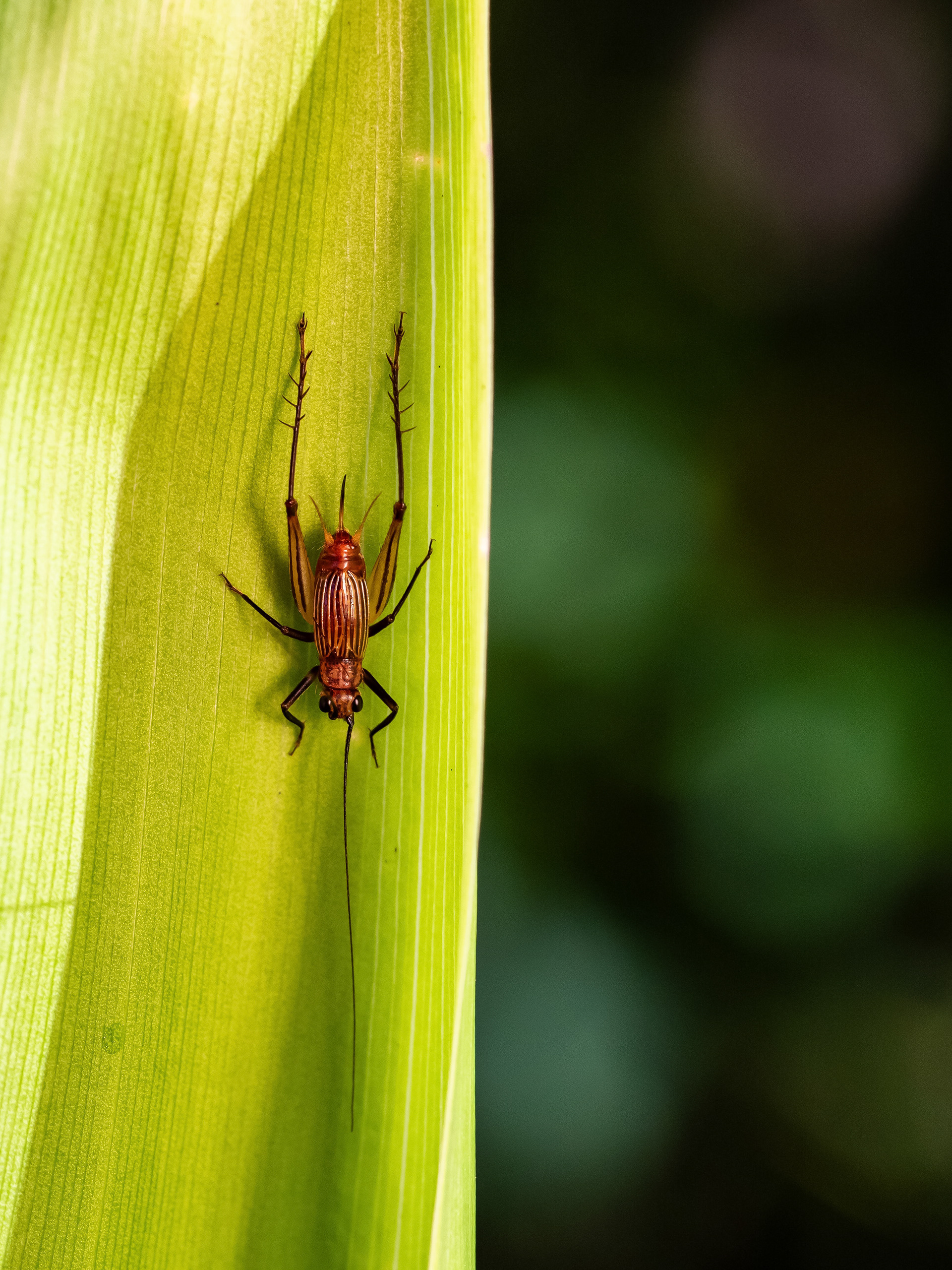 Unknown Cricket. HI.