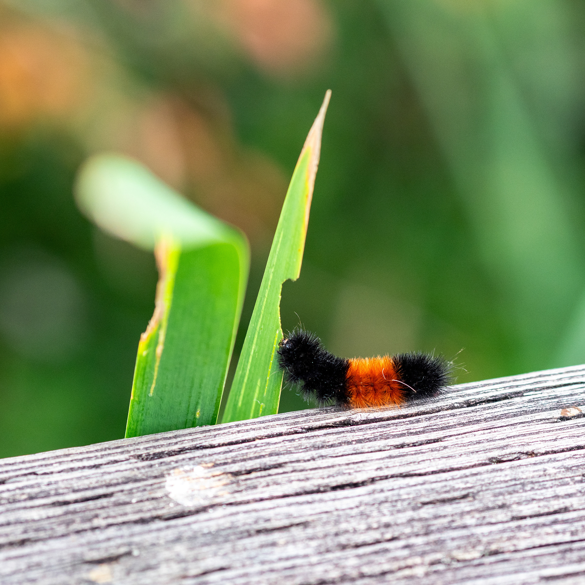 Woolly Bear caterpillar. WA.