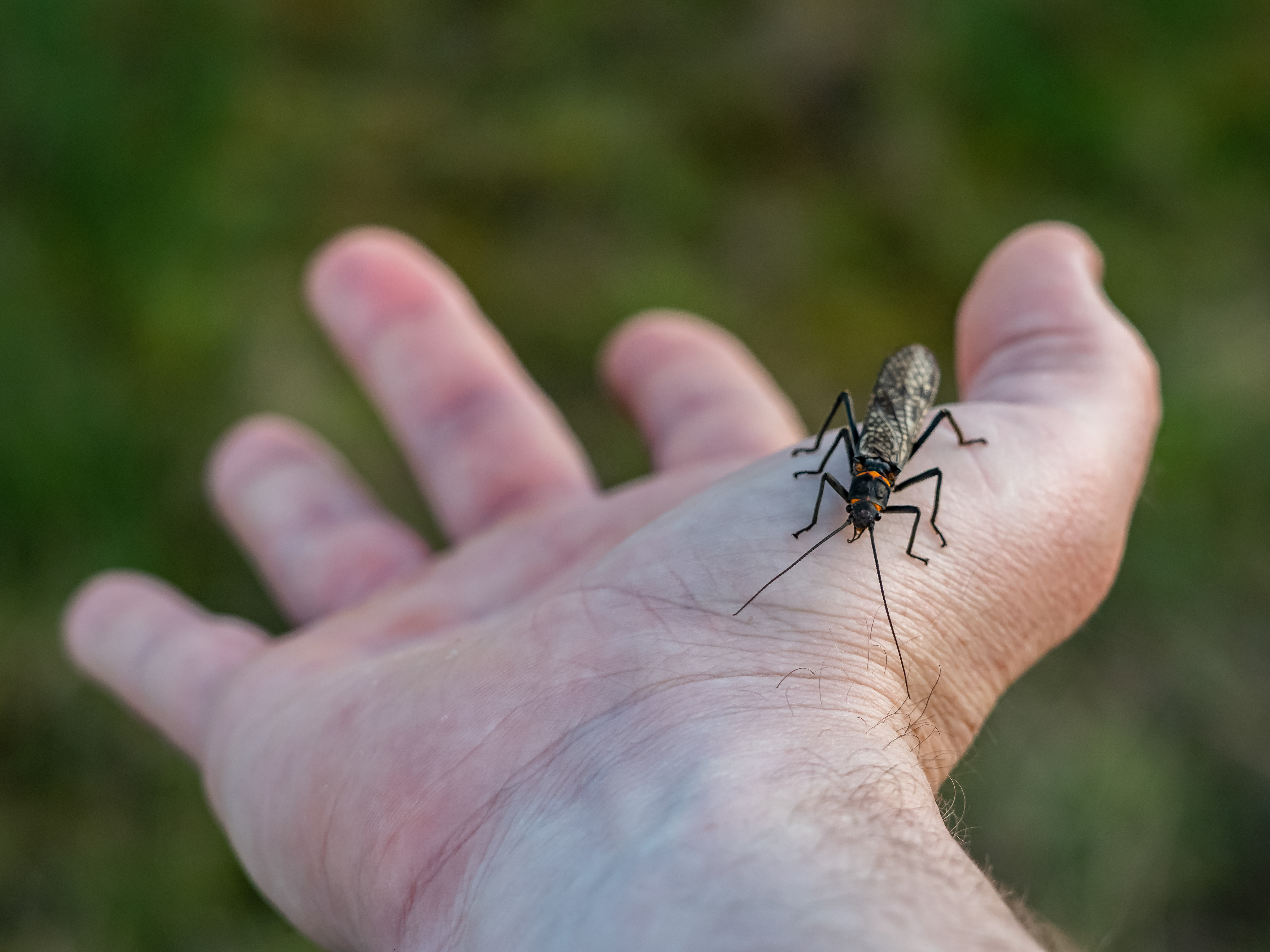 Giant Salmonfly. WA.