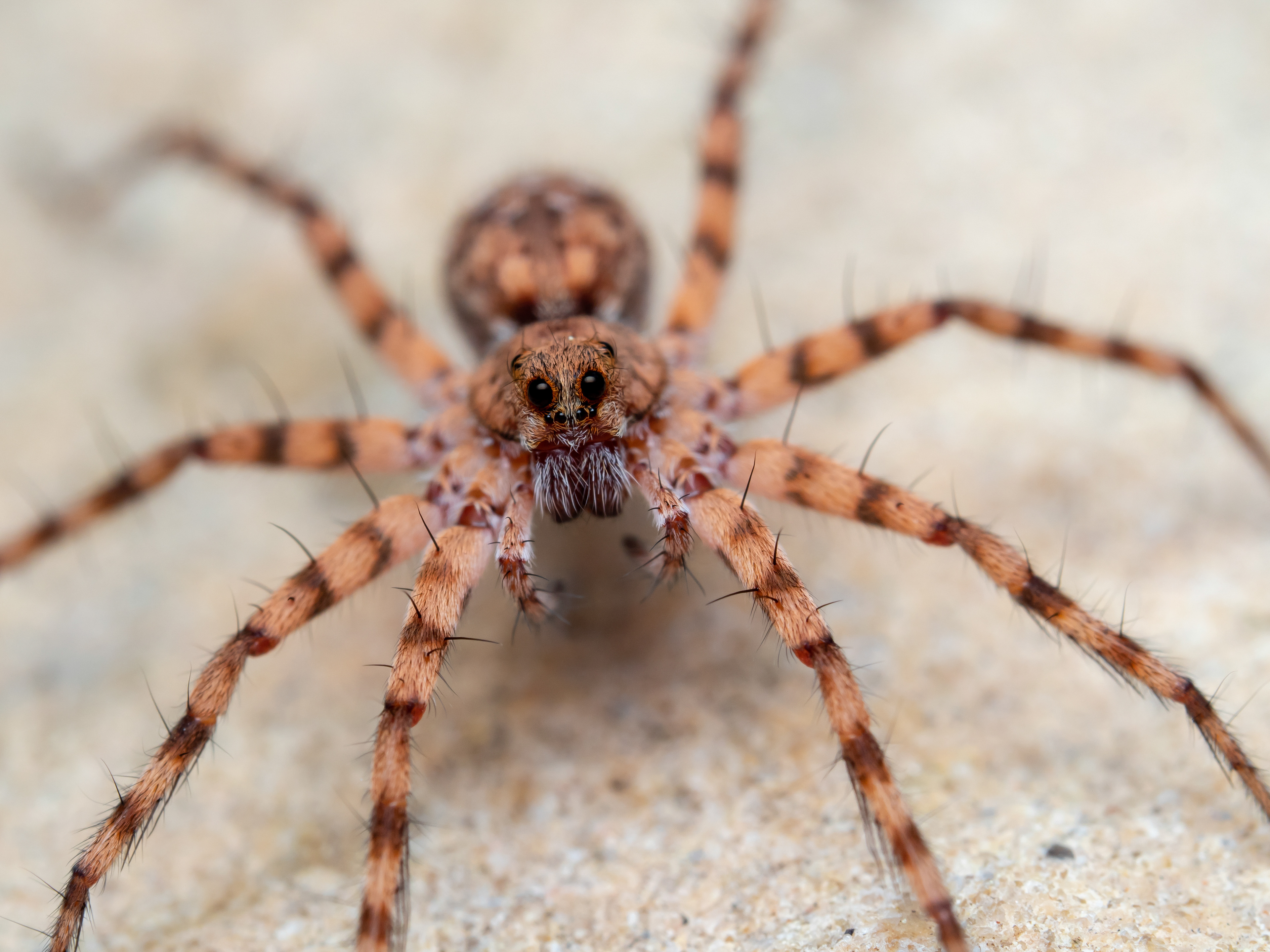 Thin-legged Wolf Spider. CA.