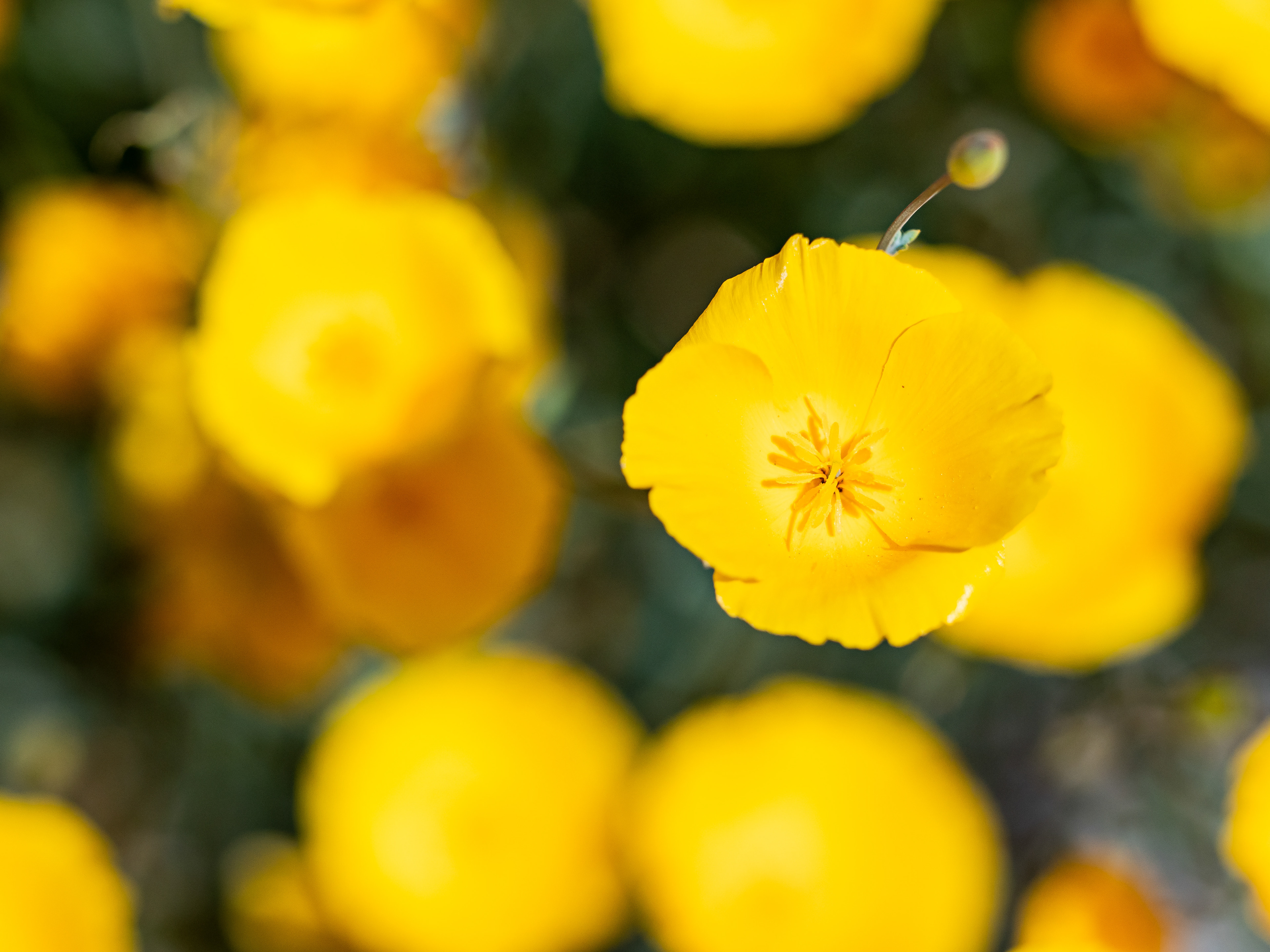 Golden Poppies. Chino Hills.