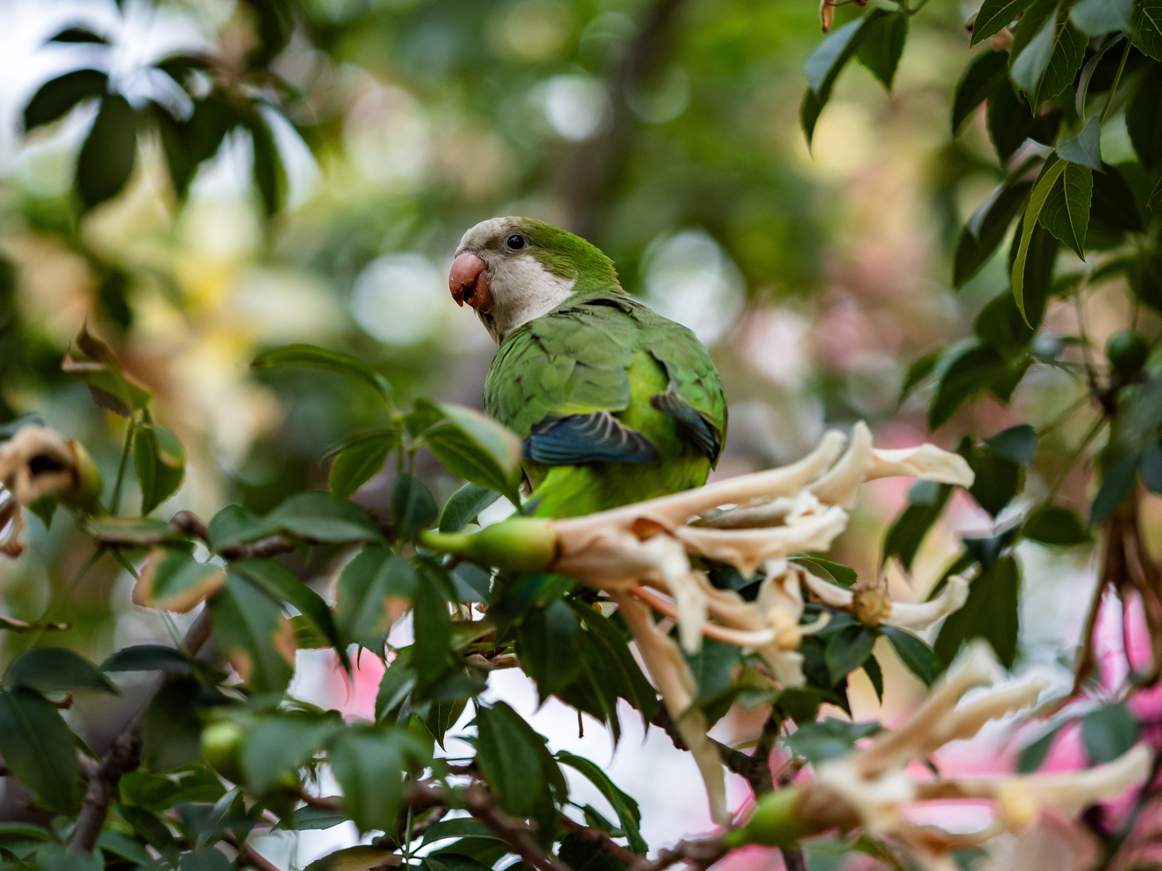 Monk Parakeet. Malaga.