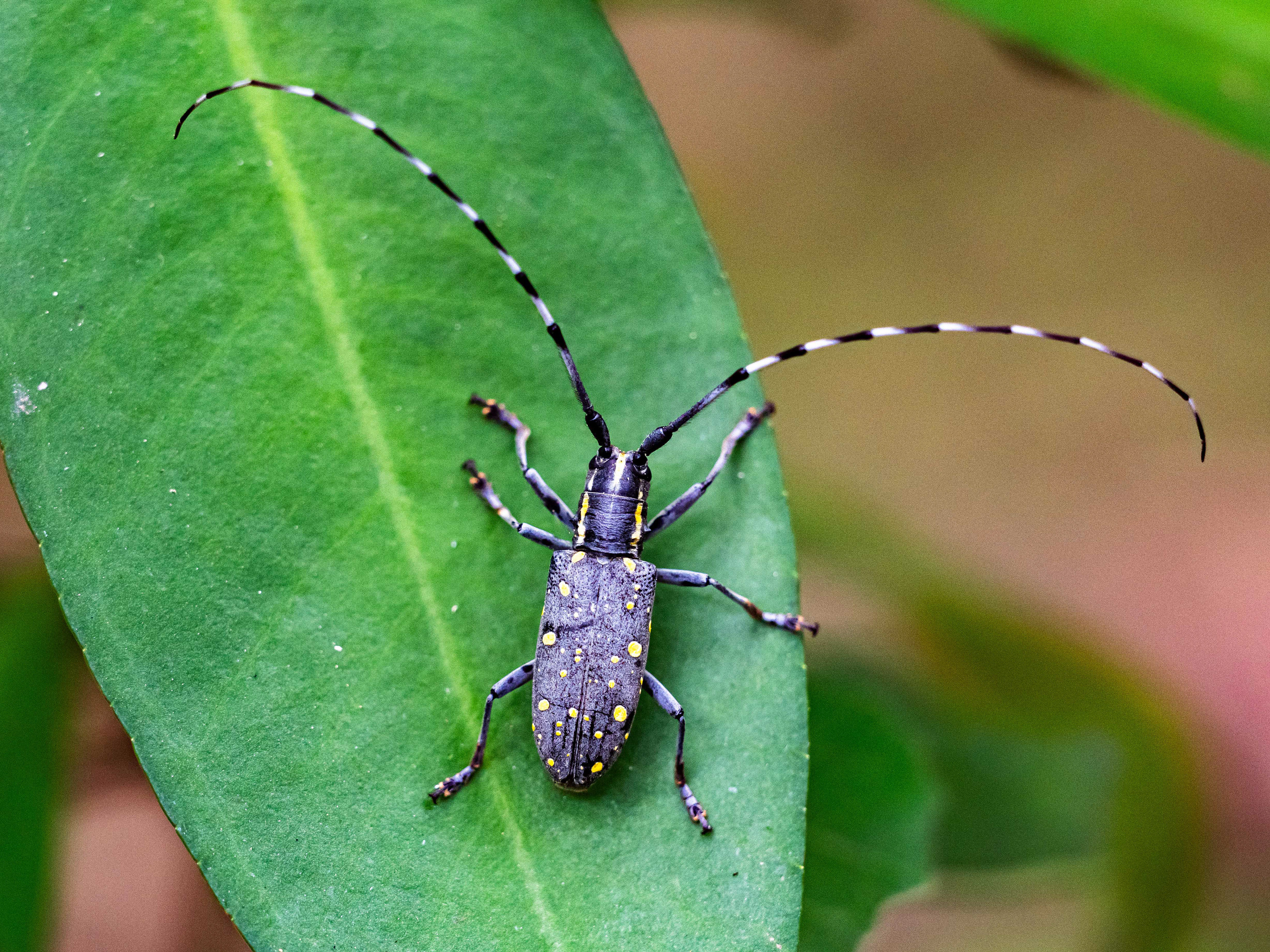 Yellow-spotted Longicorn Beetle. Kaohsiung.