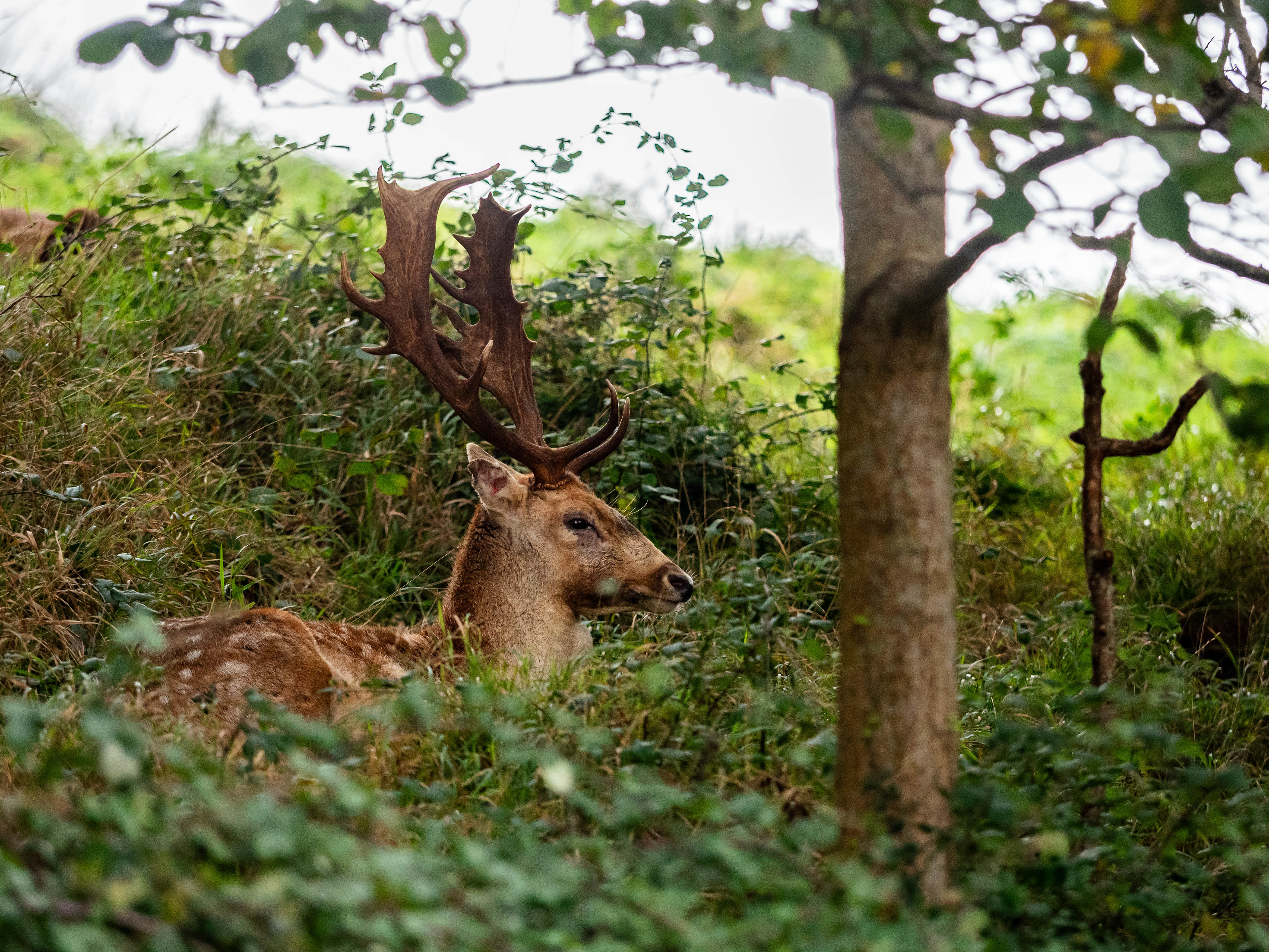 Fallow Deer. Dublin.