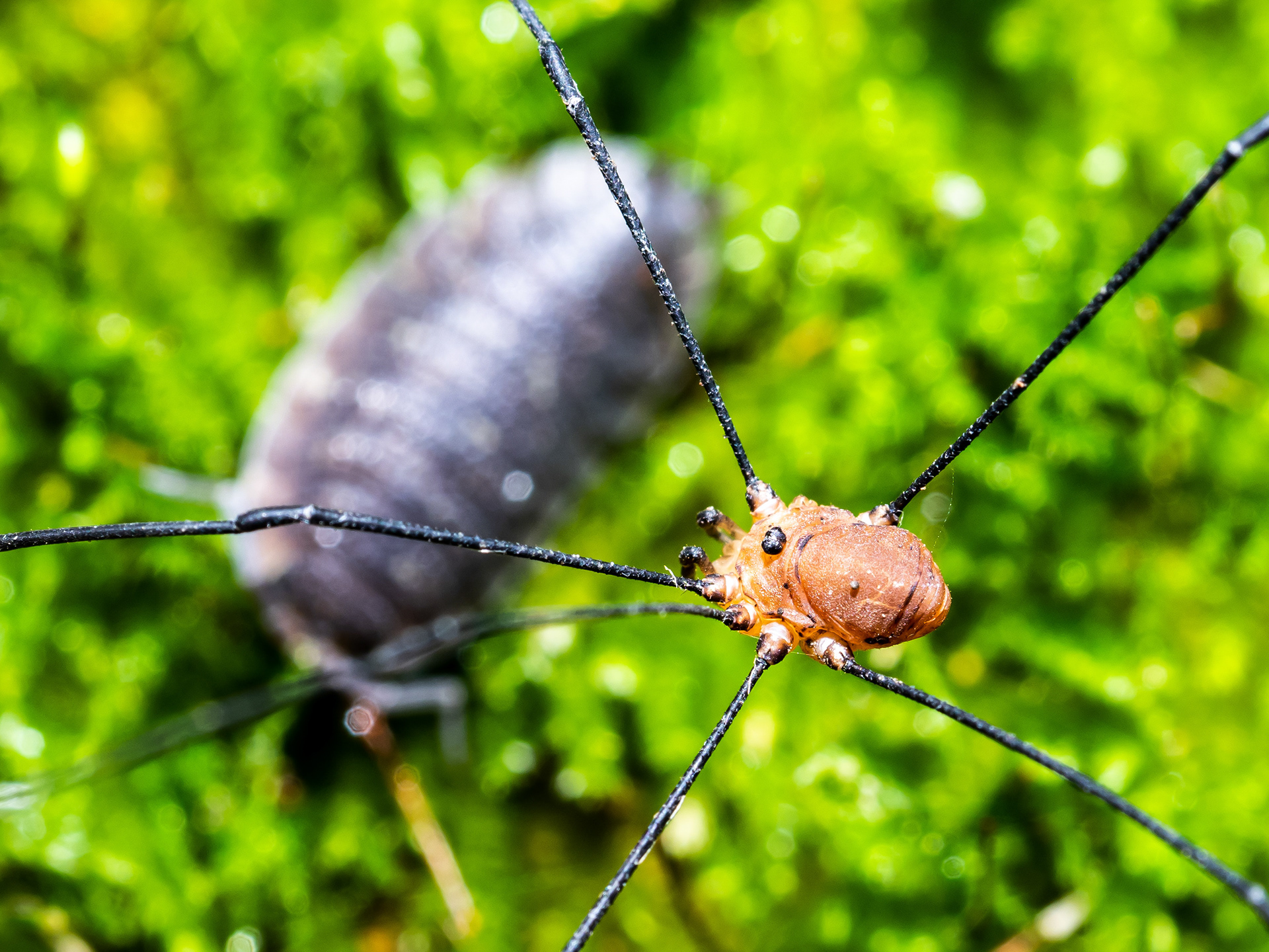 Harvestman and Isopod. Carbis Bay.