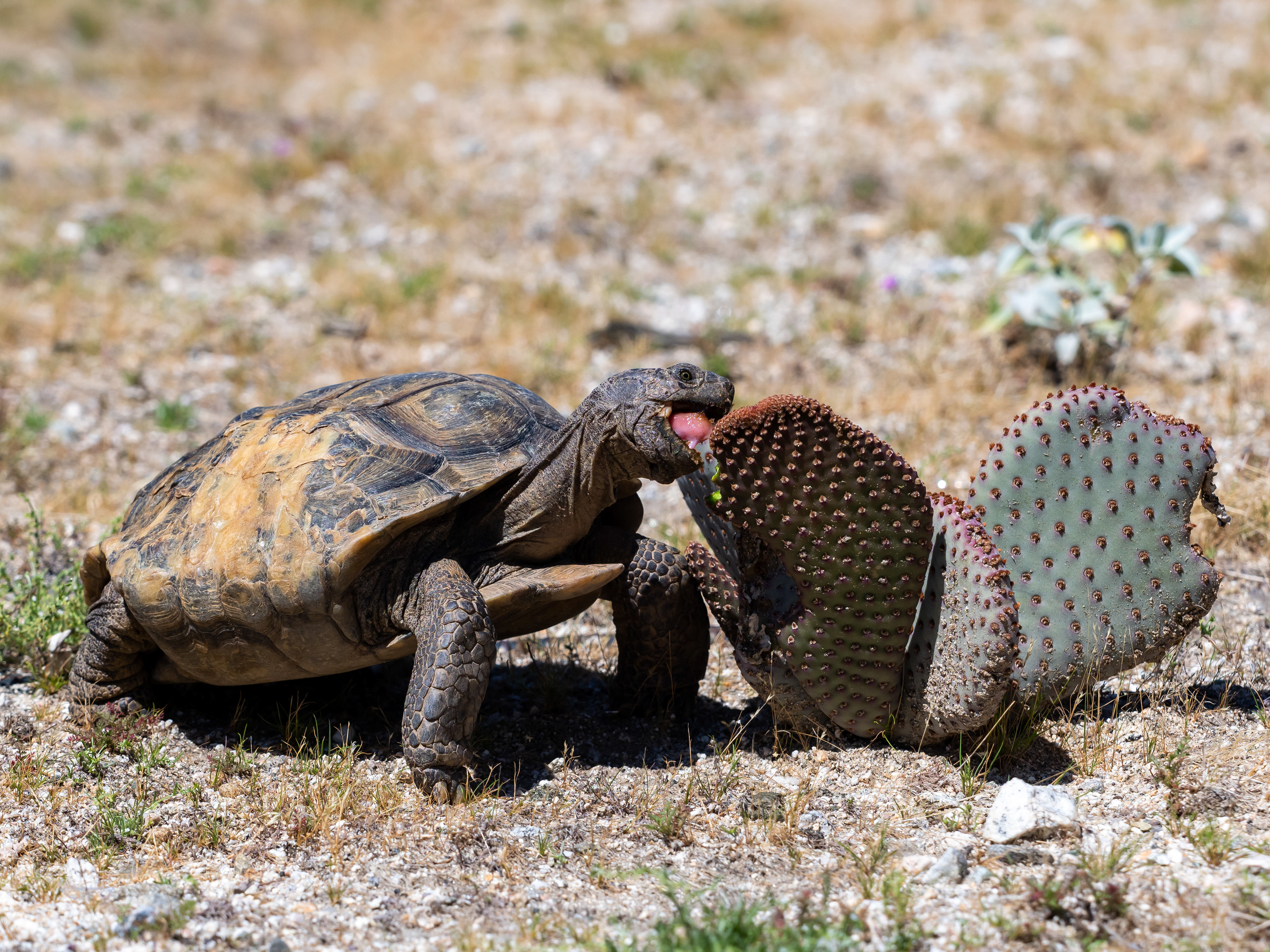 Desert Tortoise. Near Whitewater.