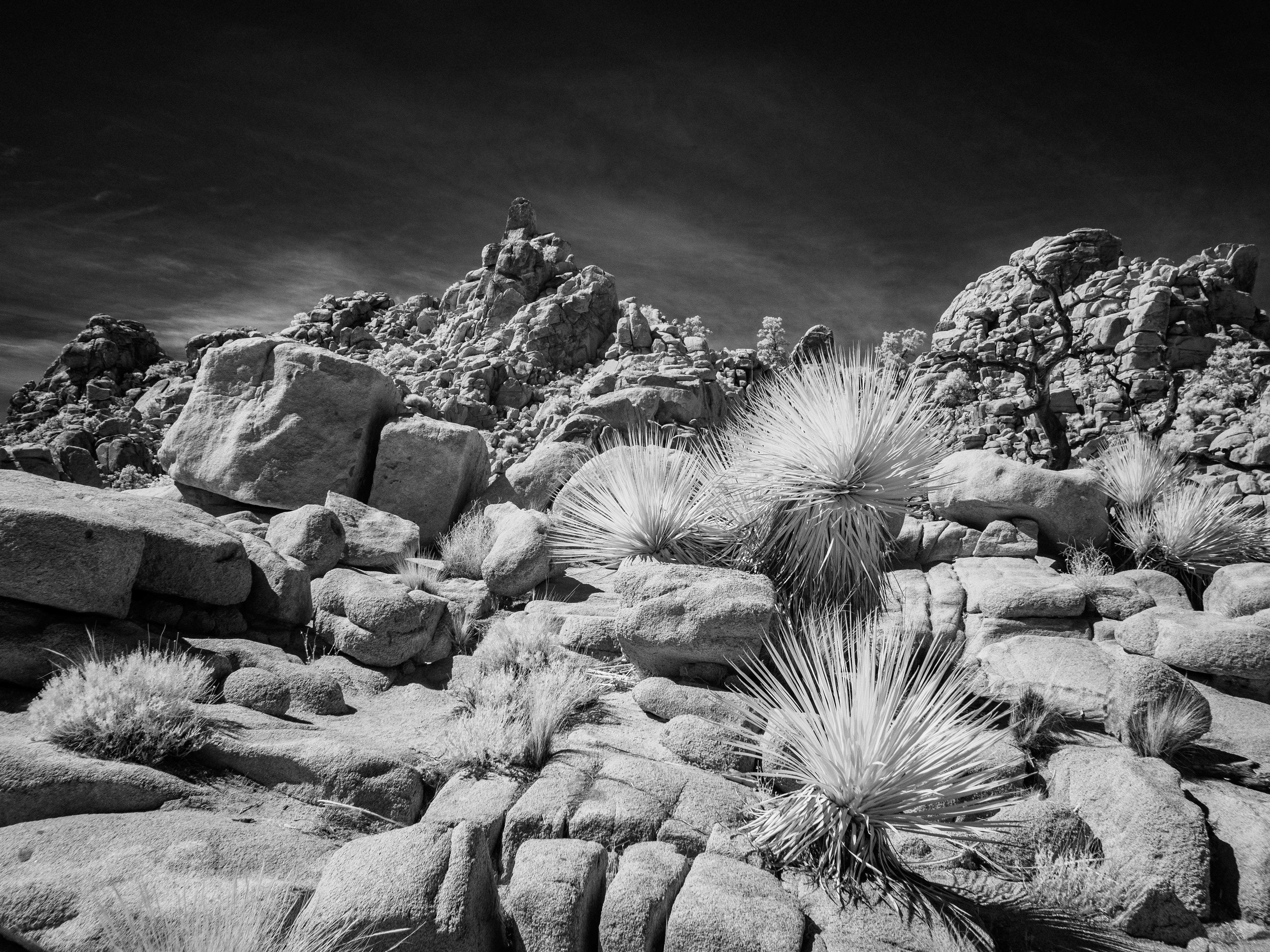 Joshua Tree. 830nm infrared.