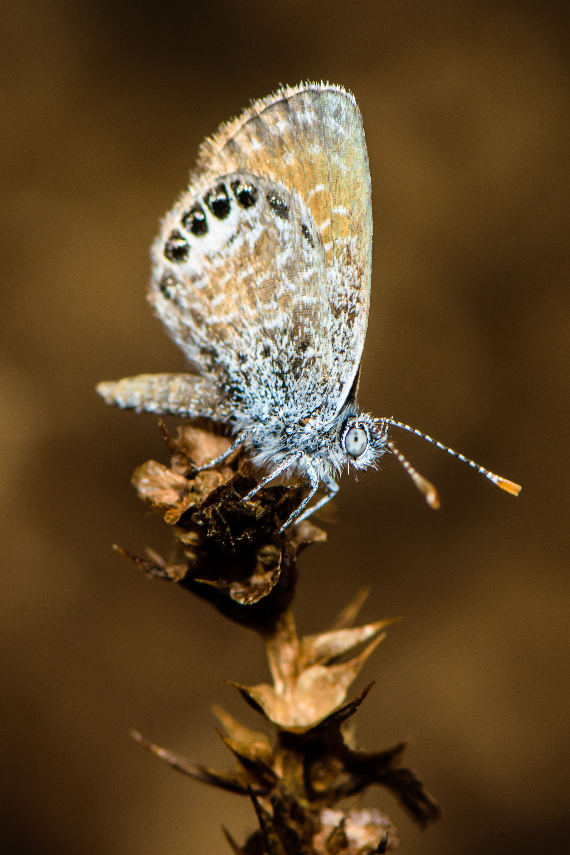 Hairstreak Butterfly. CA.