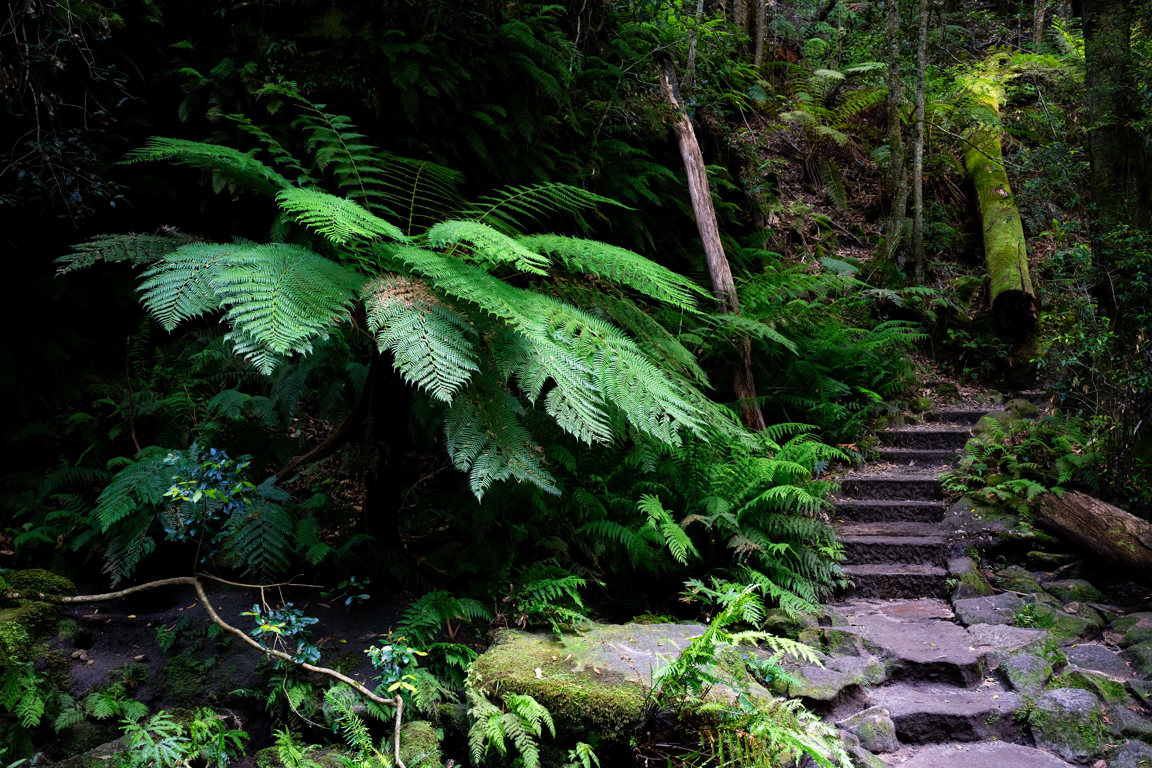 Blue Mountains National Park.