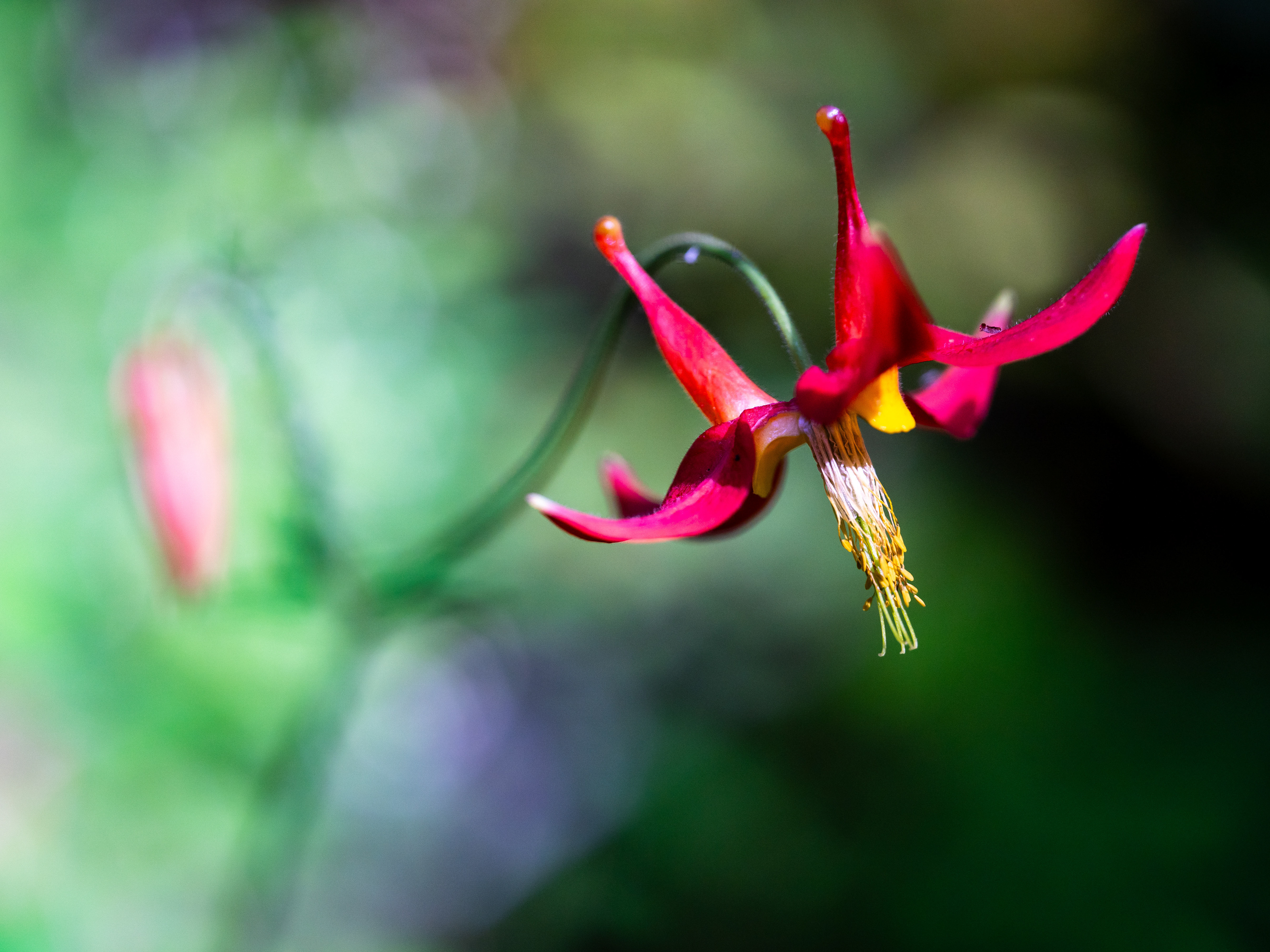 Western Columbine. WA.