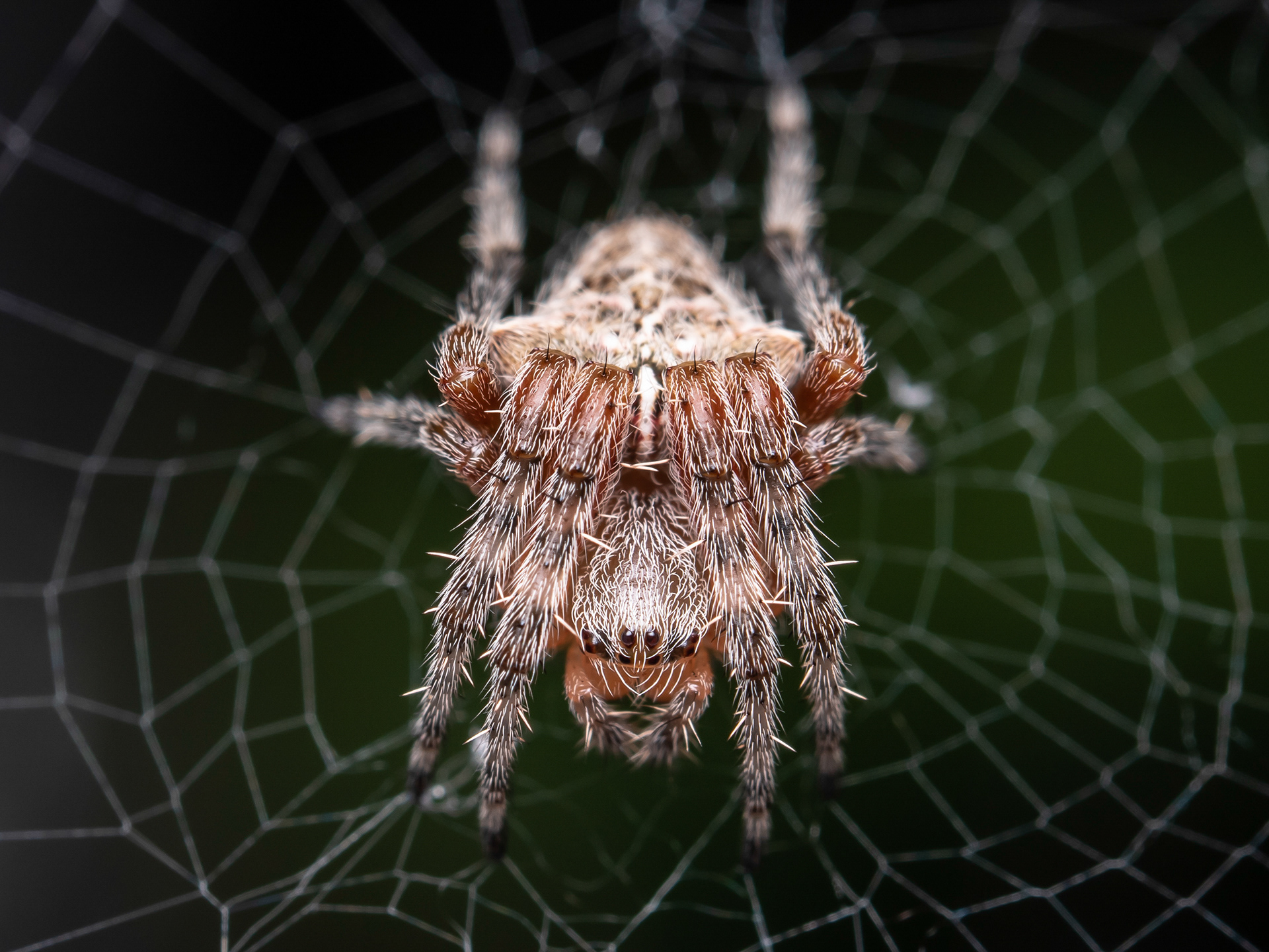 European Garden Spider. CA.
