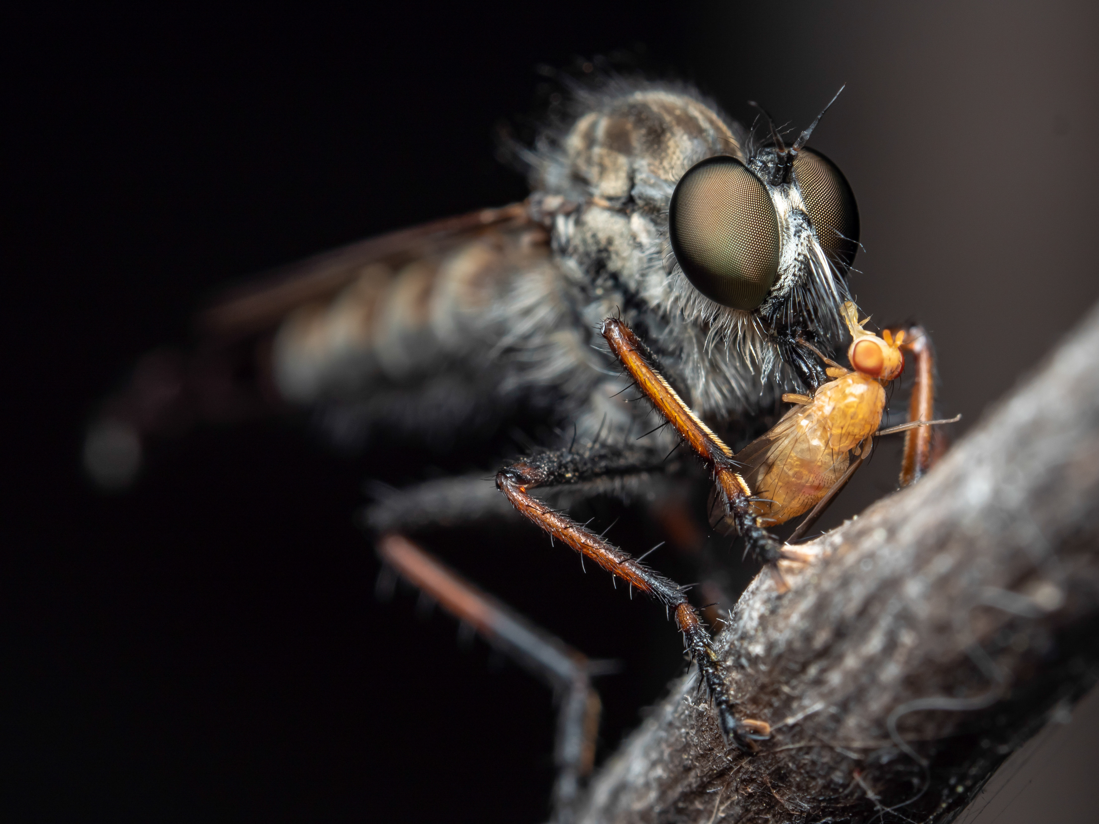 Robber fly eating smaller fly. Riverside, CA.