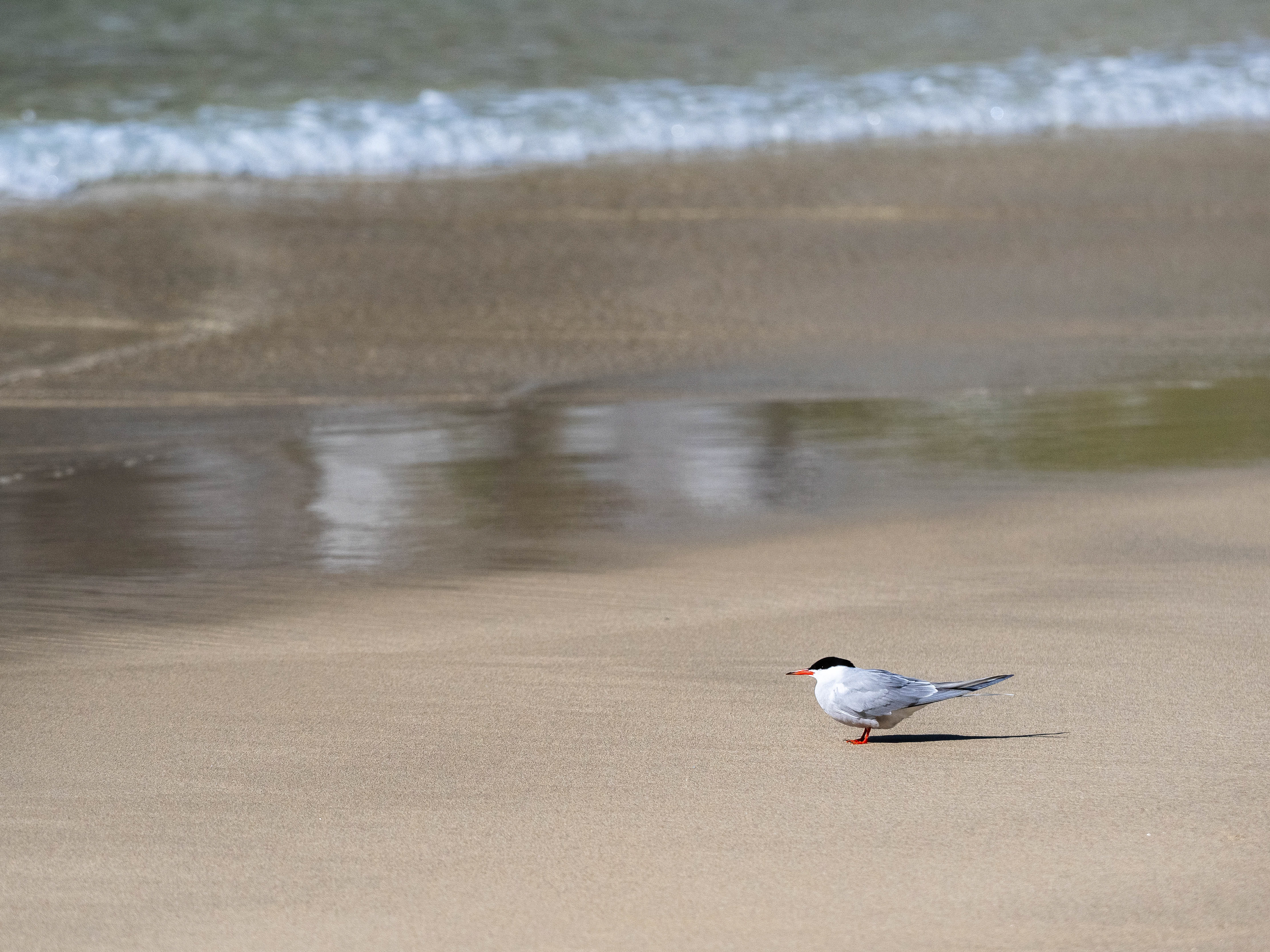 Arctic Tern. Kvalvika Beach, Lofoten.