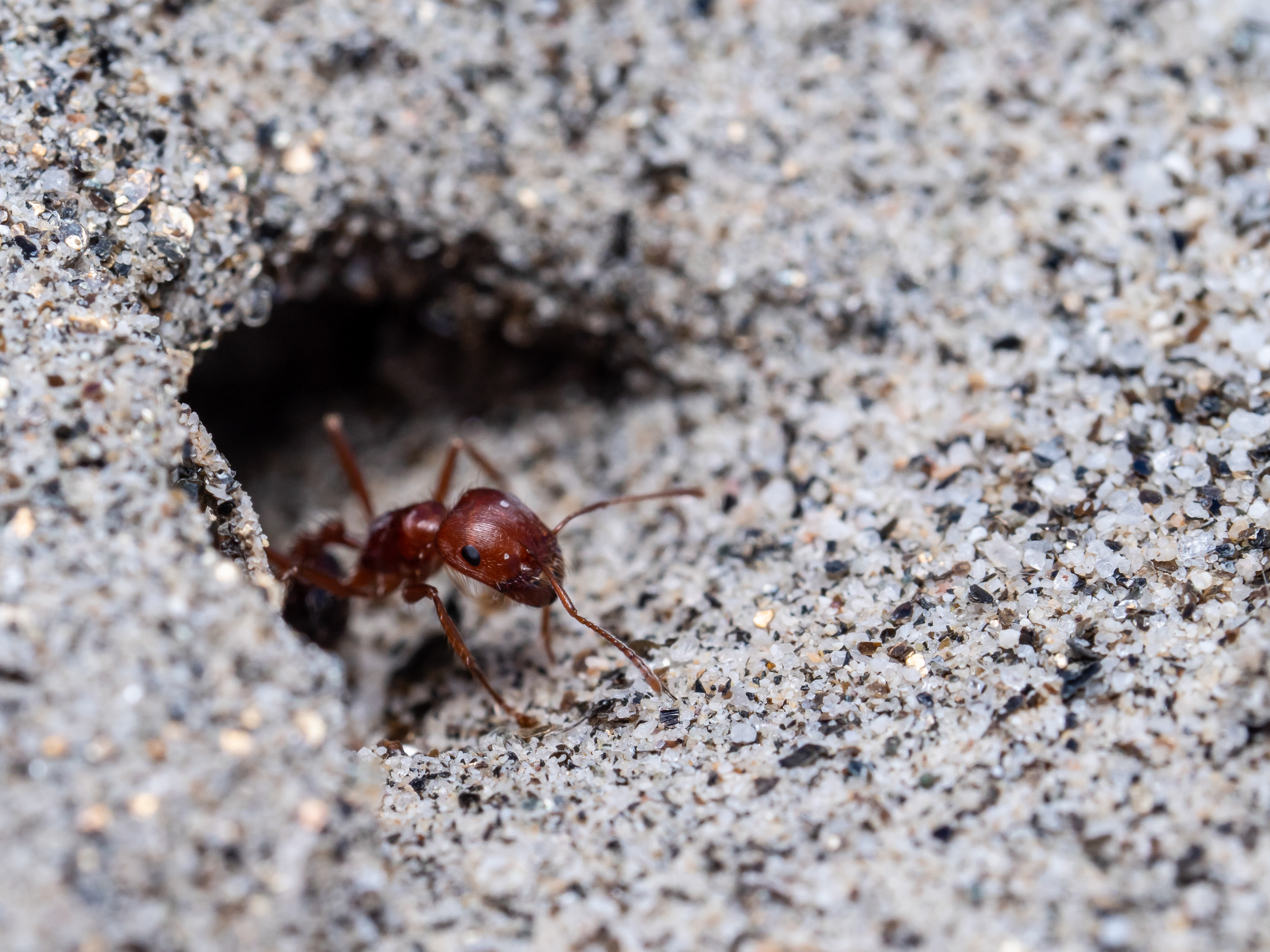 Harvester Ant. CA.