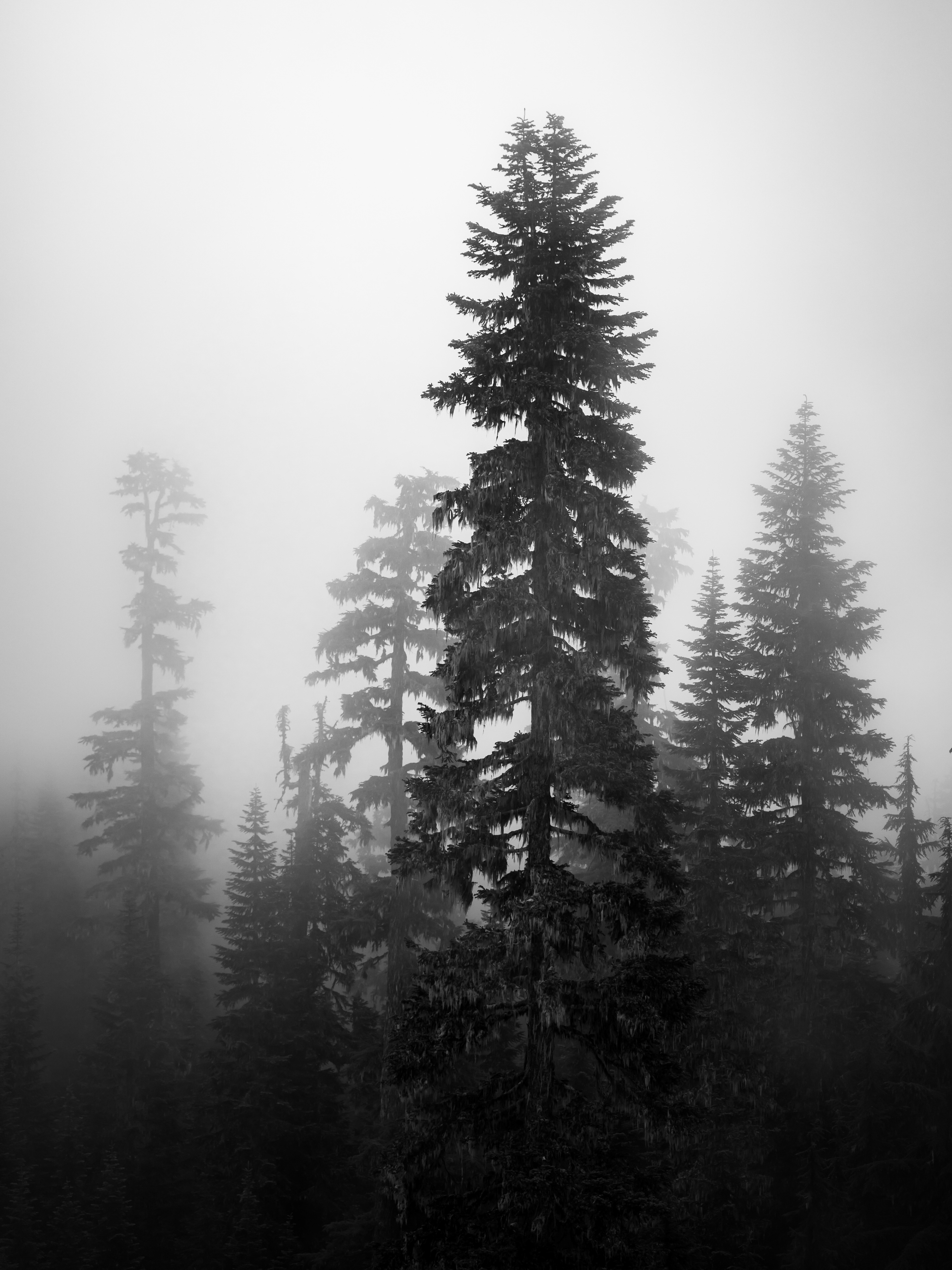 Mount Rainier National Park.