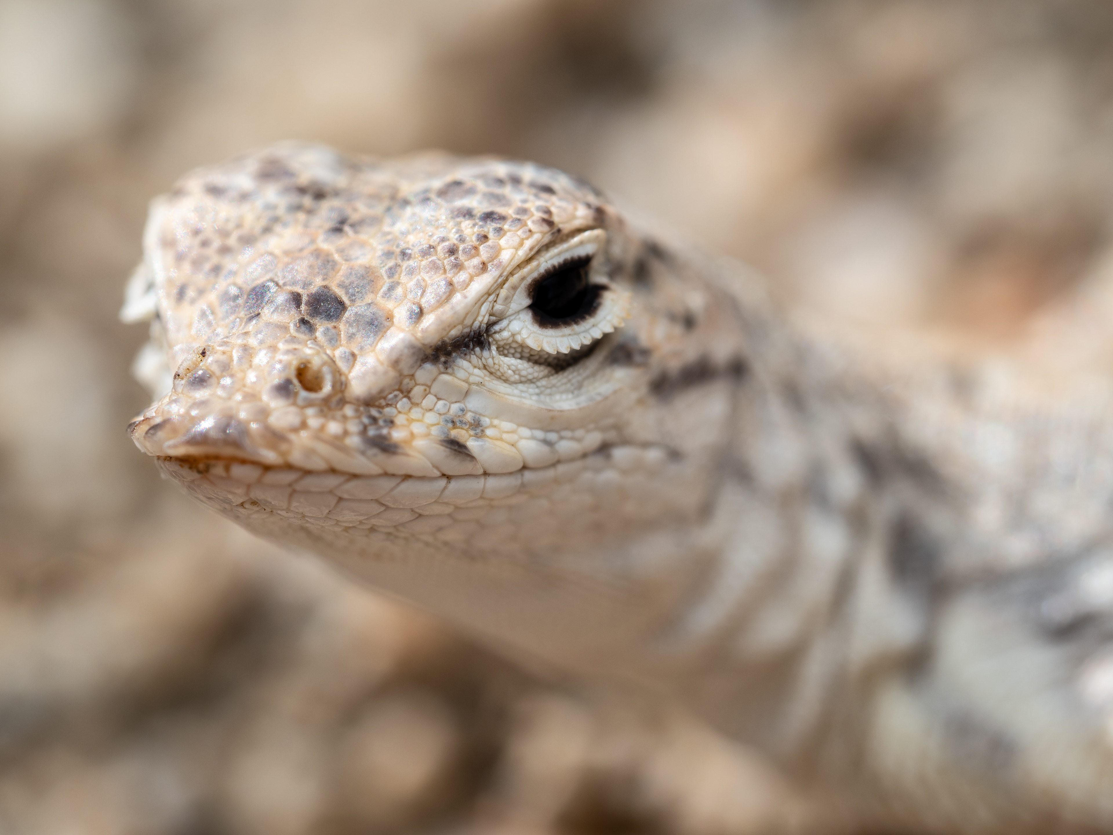 Western Zebra-tailed Lizard. Palm Springs.