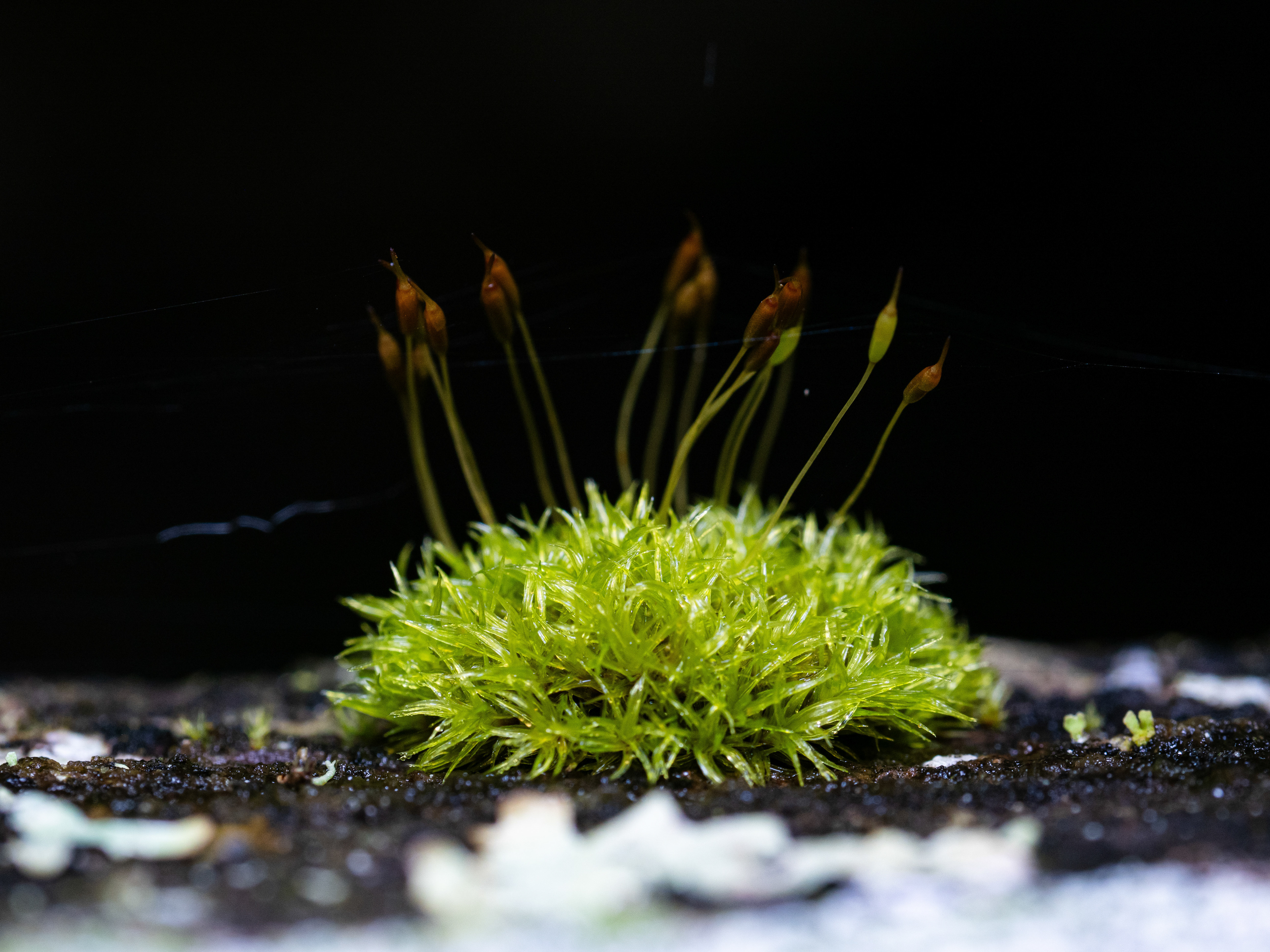 Moss. WA.
