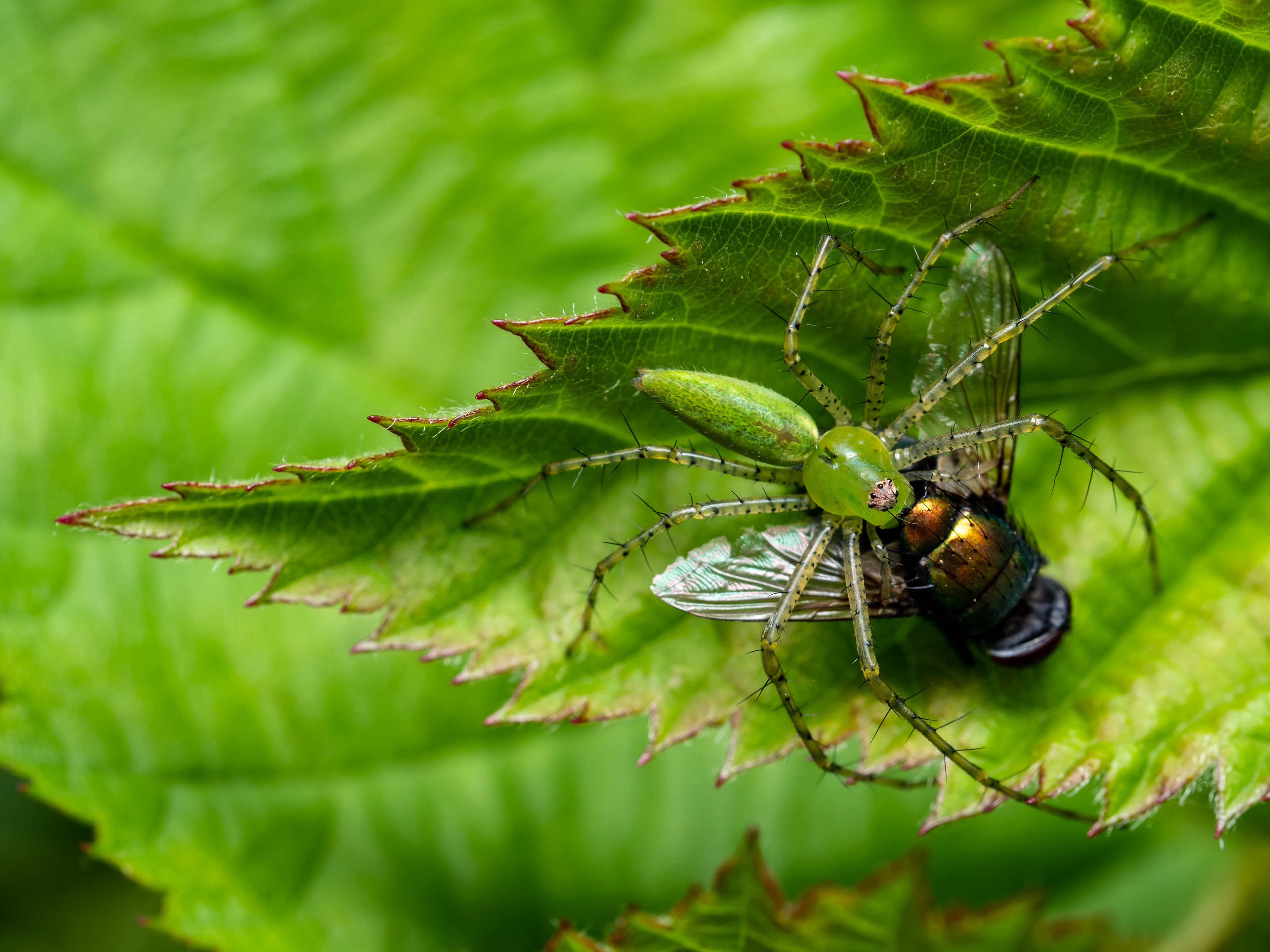Green Lynx eating Bottle Fly. CA.