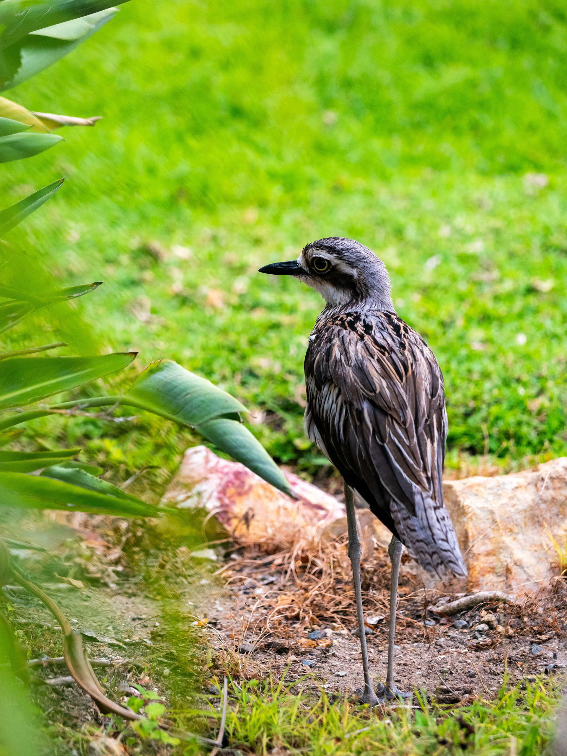 Bush Stone-curlew. Hamilton Island.