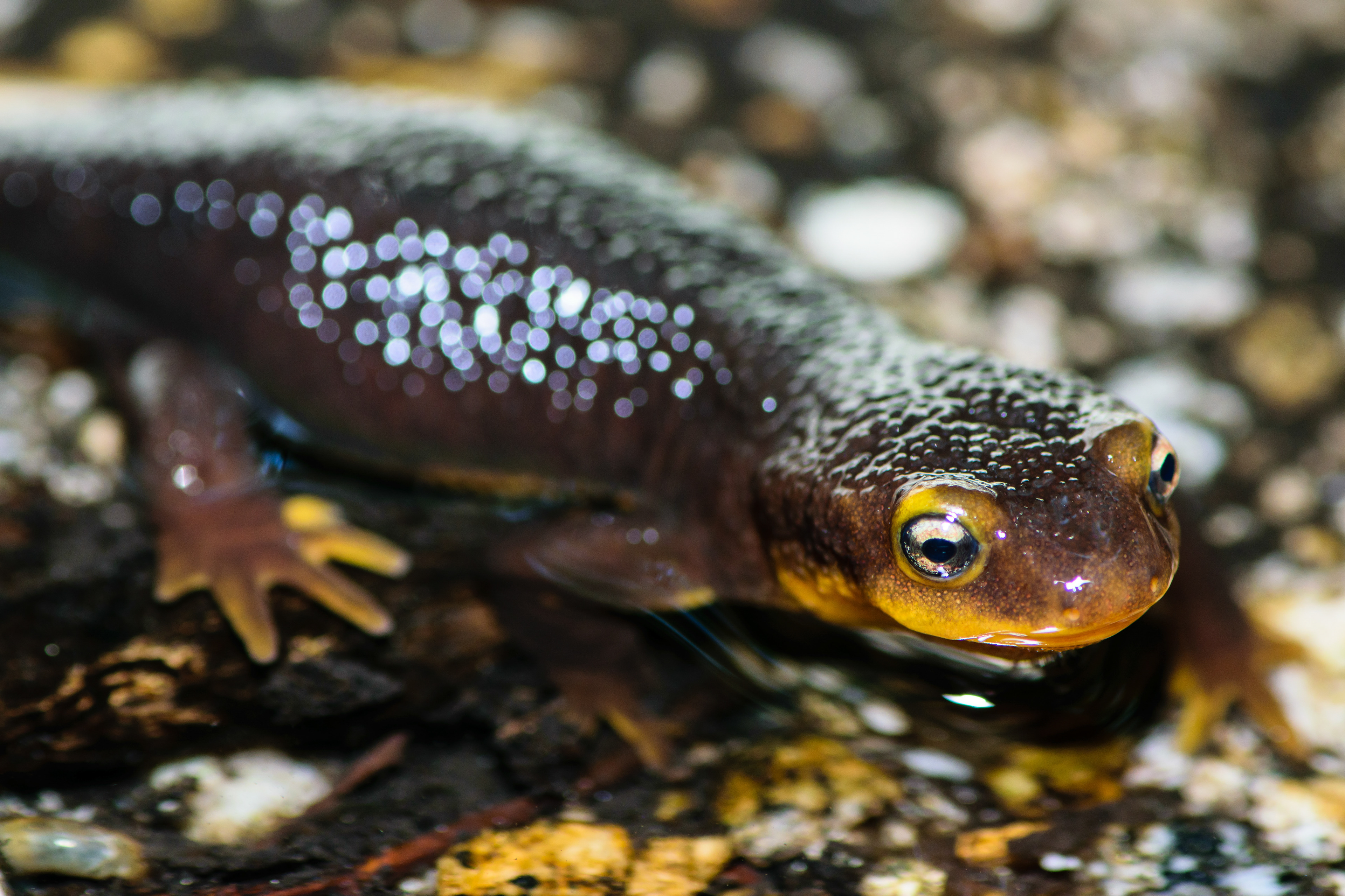 California Newt. Angeles National Forest.