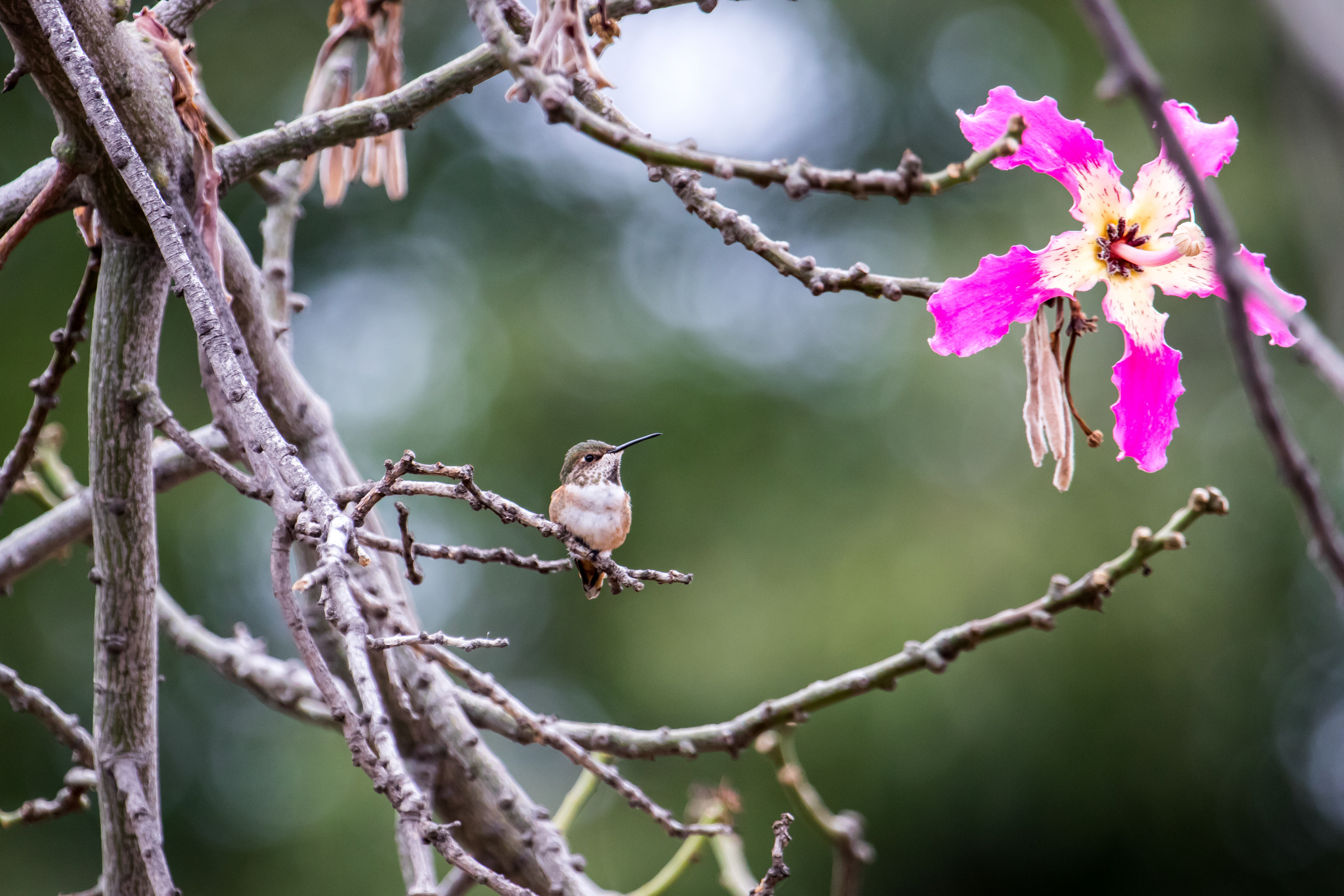 Rufous Hummingbird. Pomona, CA.