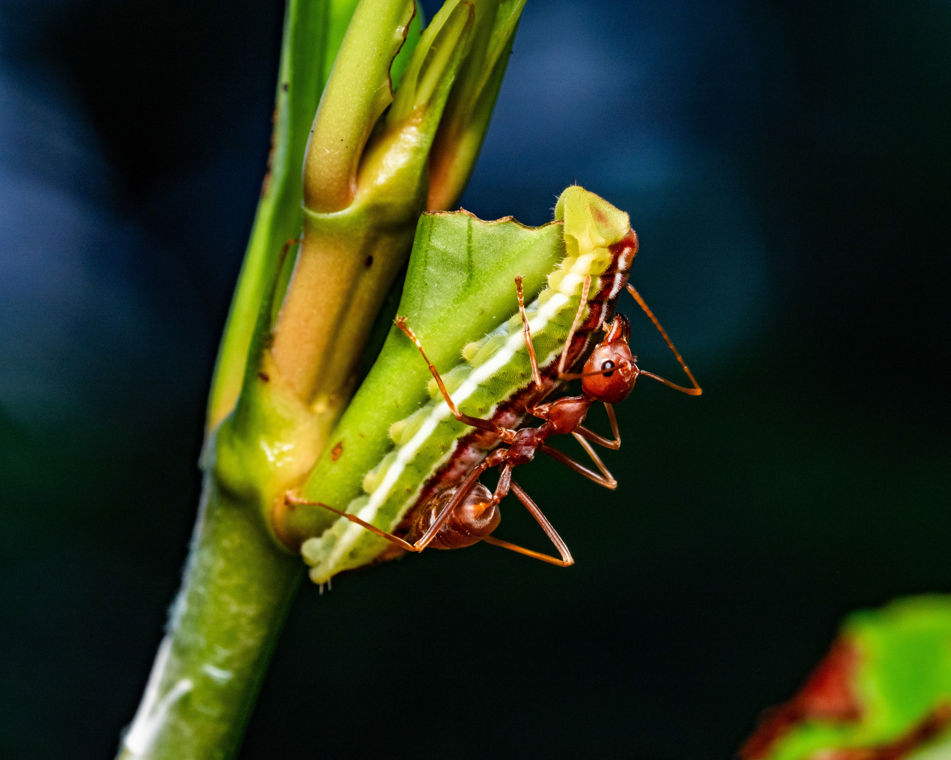 Ant and caterpillar.
