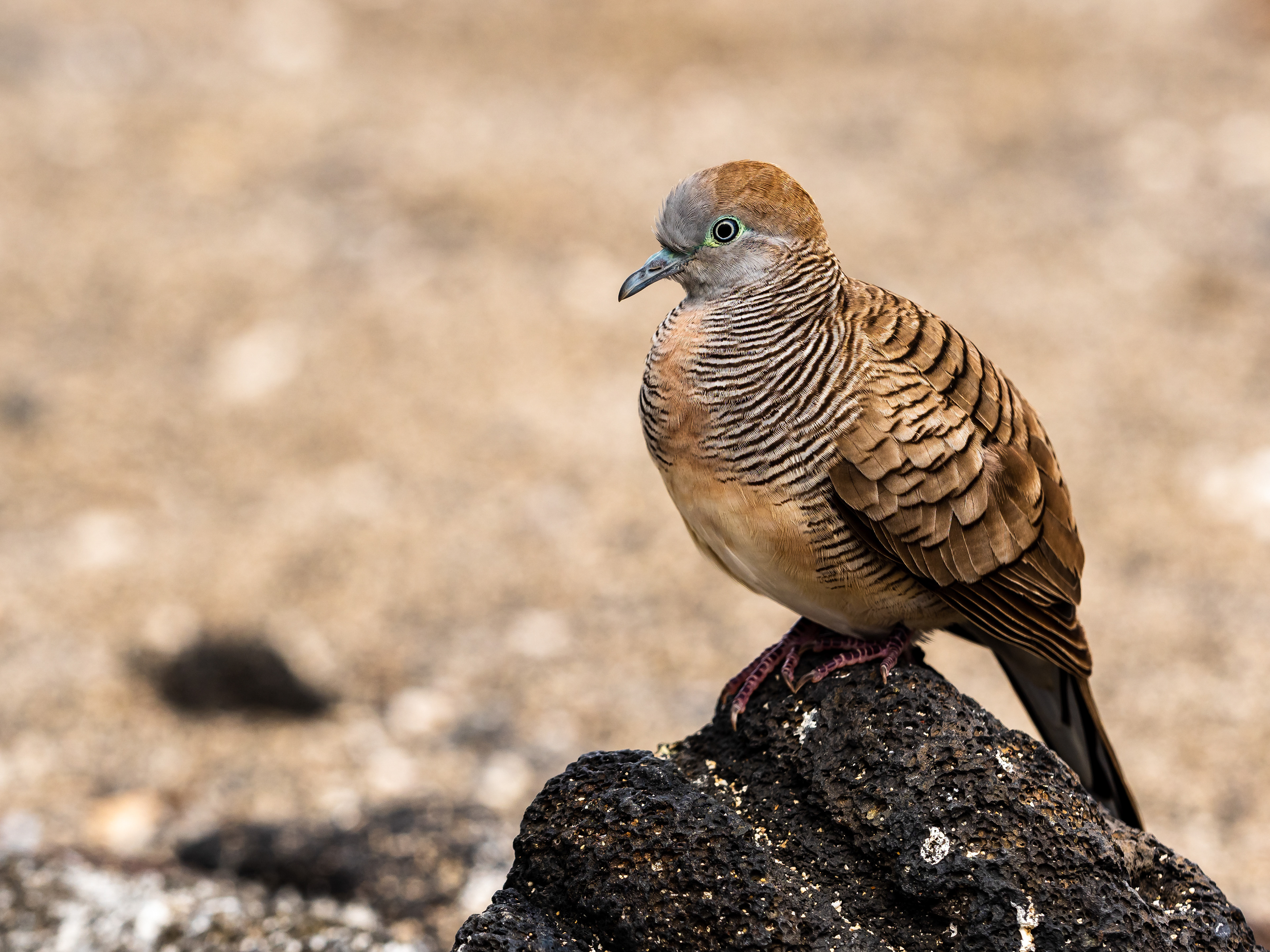Zebra Dove. Near Kona.