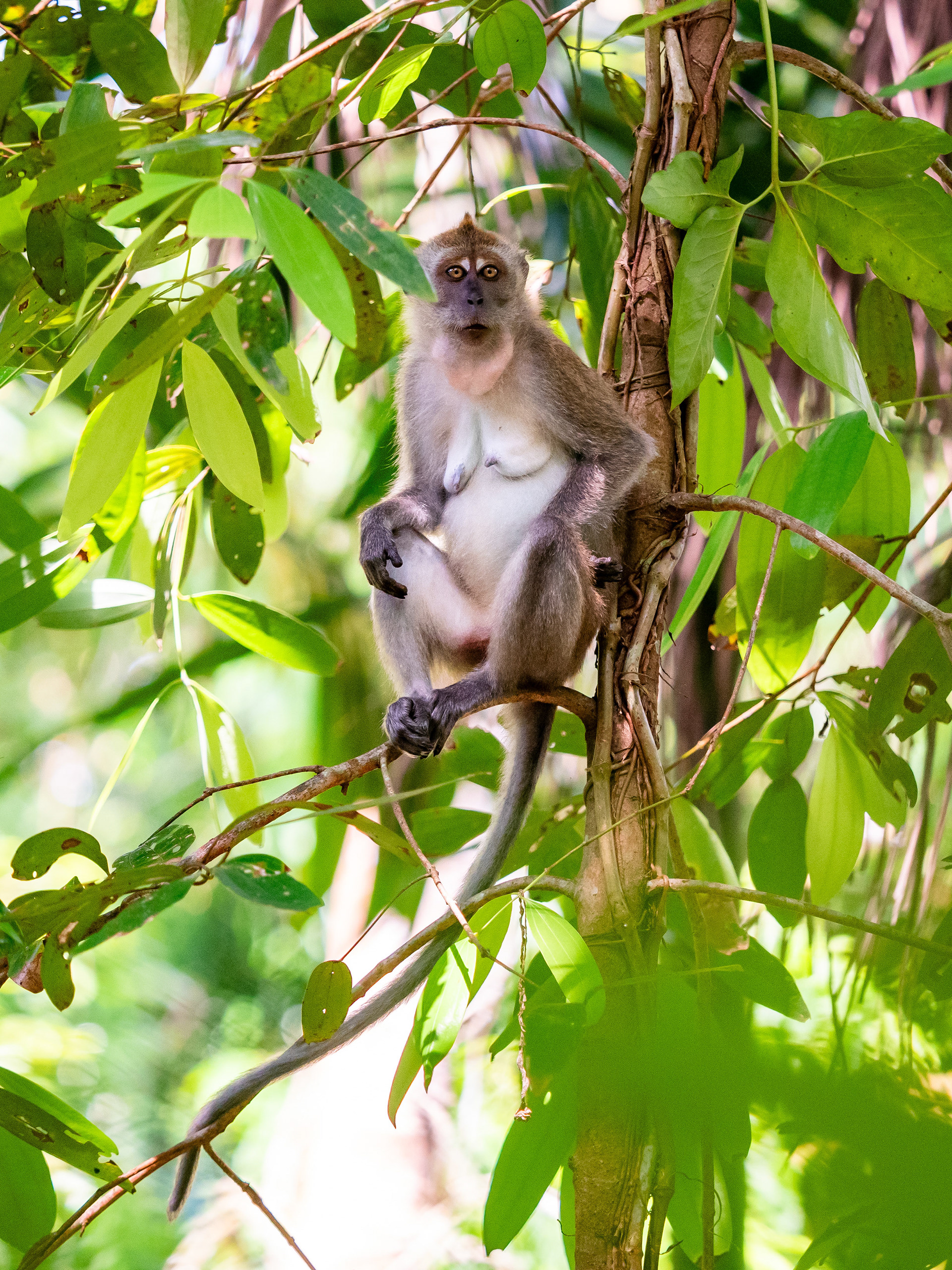 Long-tailed Macaque. Singapore.